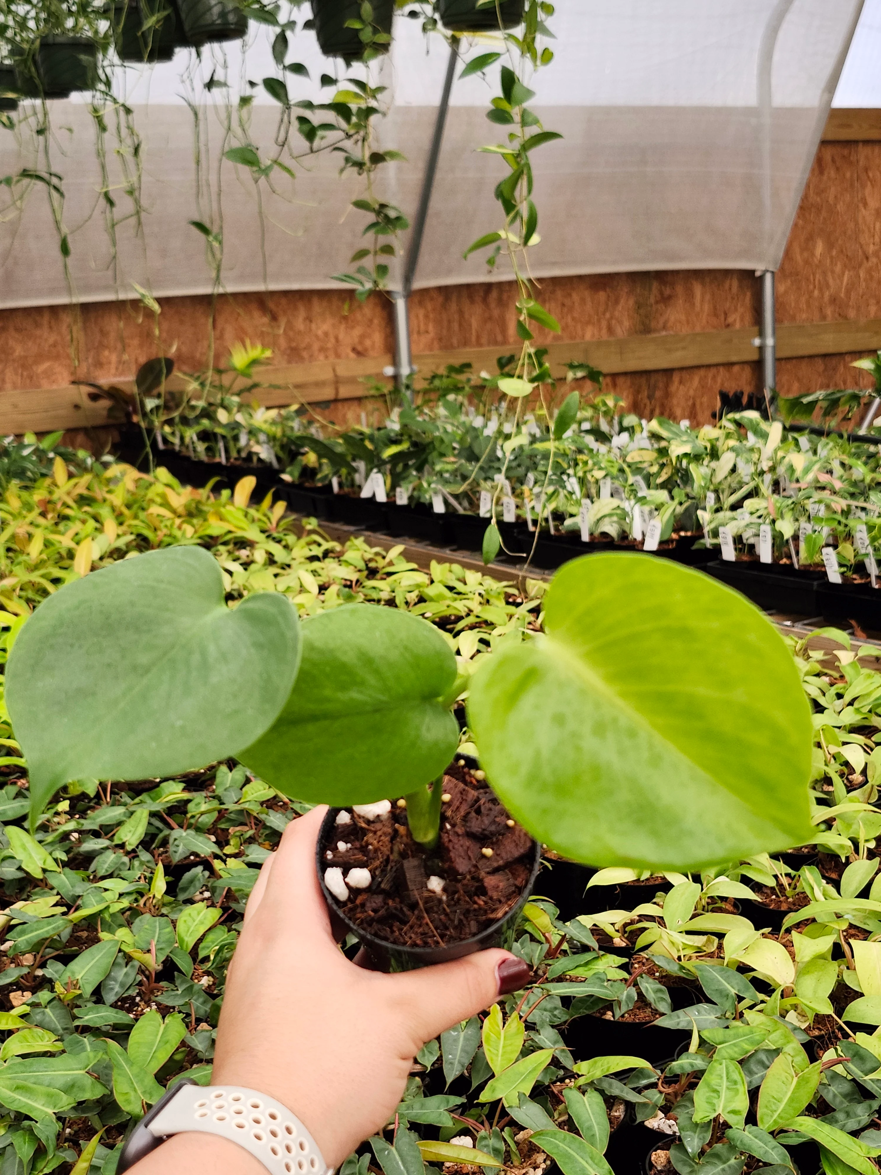 Monstera Deliciosa - Image 6