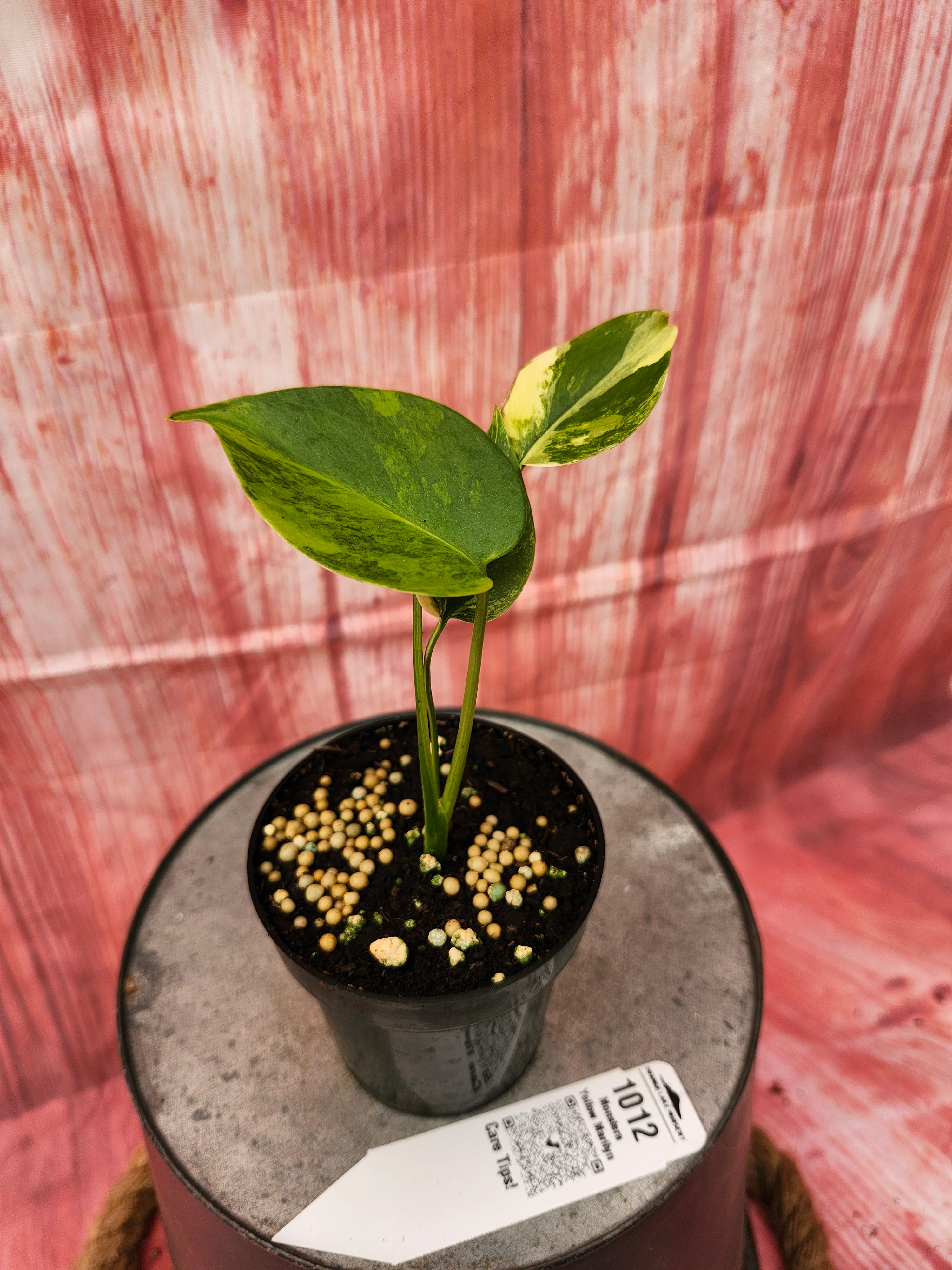 Monstera Deliciosa Yellow Marilyn (3in)-1012 - Image 3