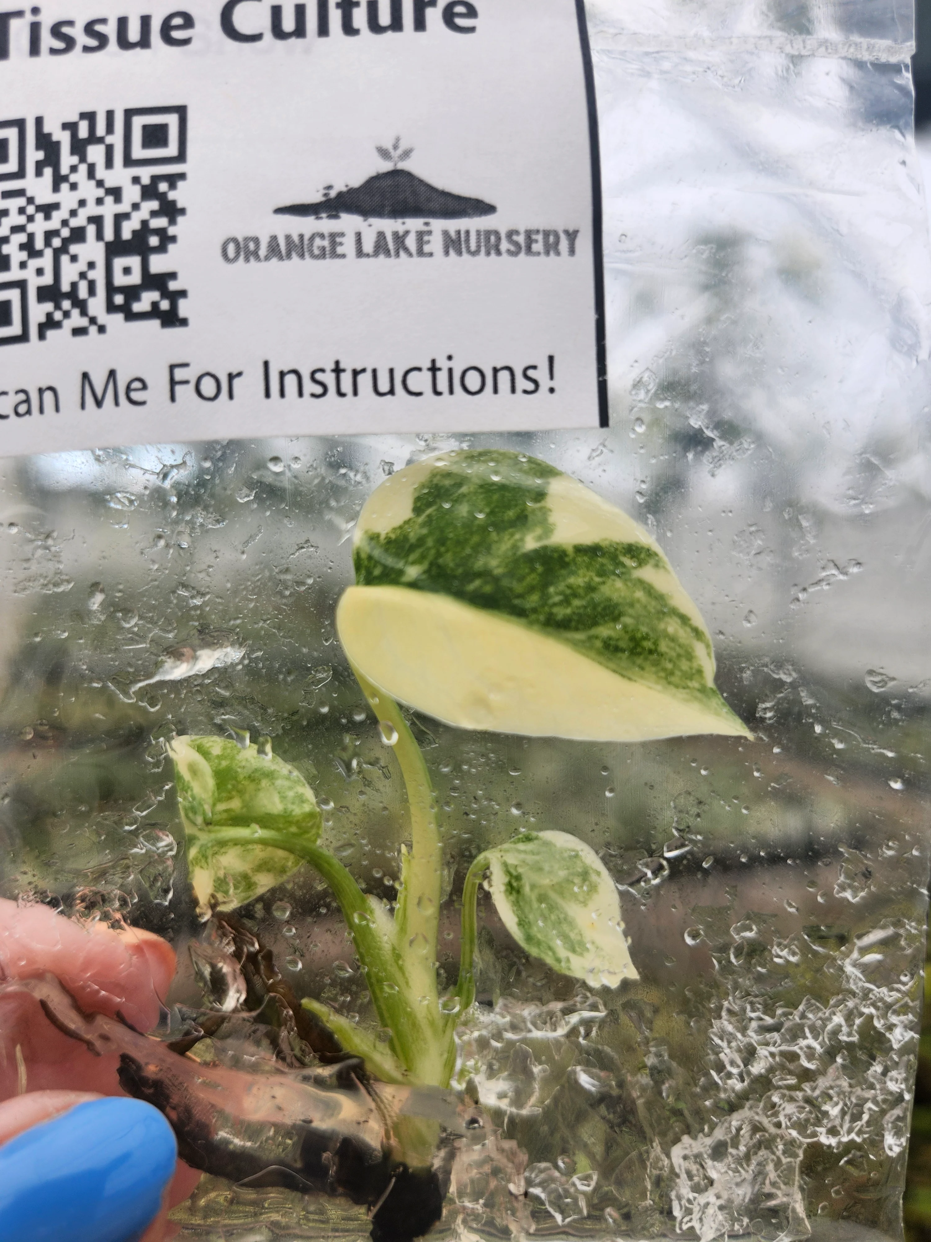 Monstera Green Snow Tissue Culture - Image 3