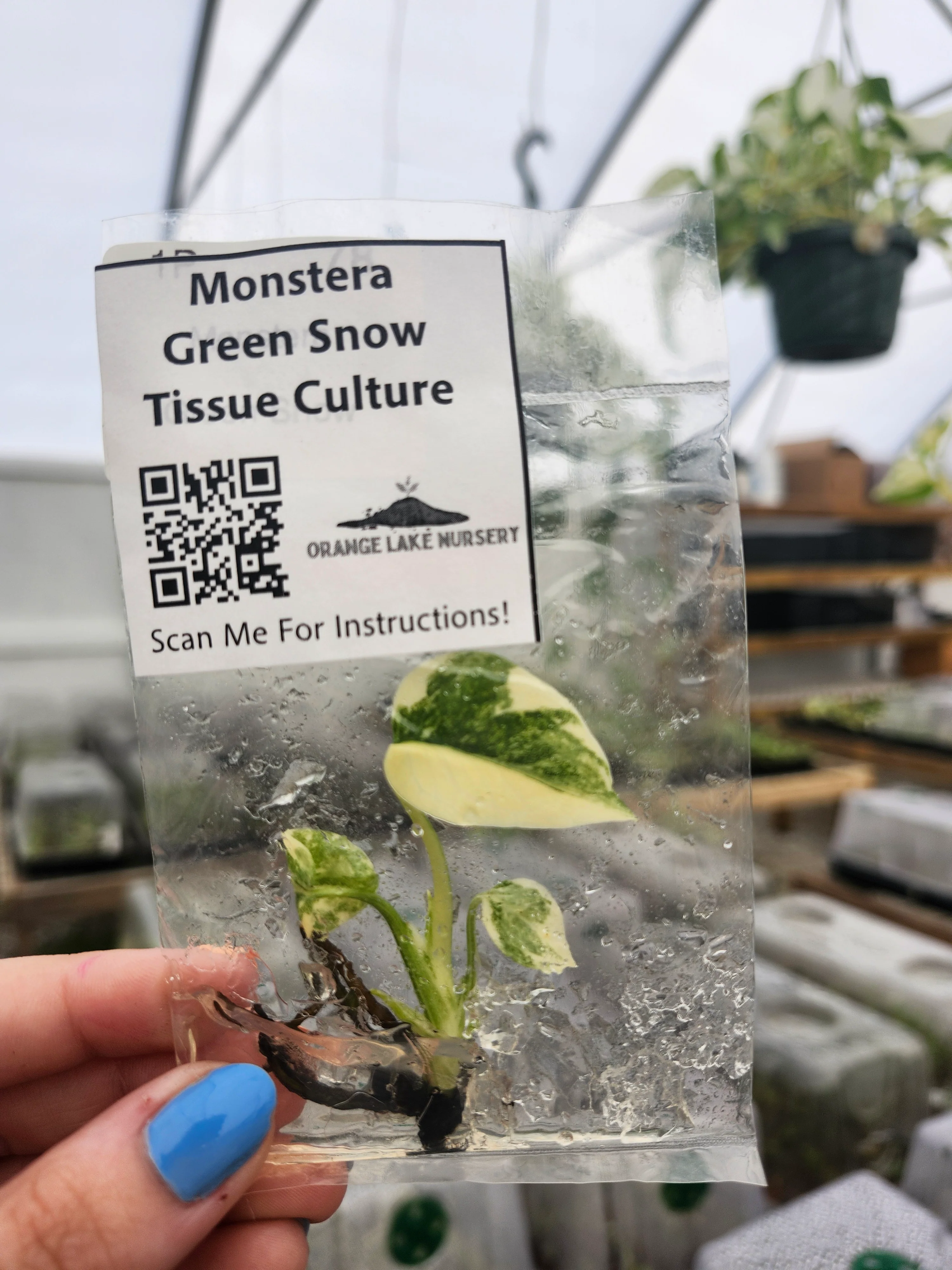Monstera Green Snow Tissue Culture - Image 4