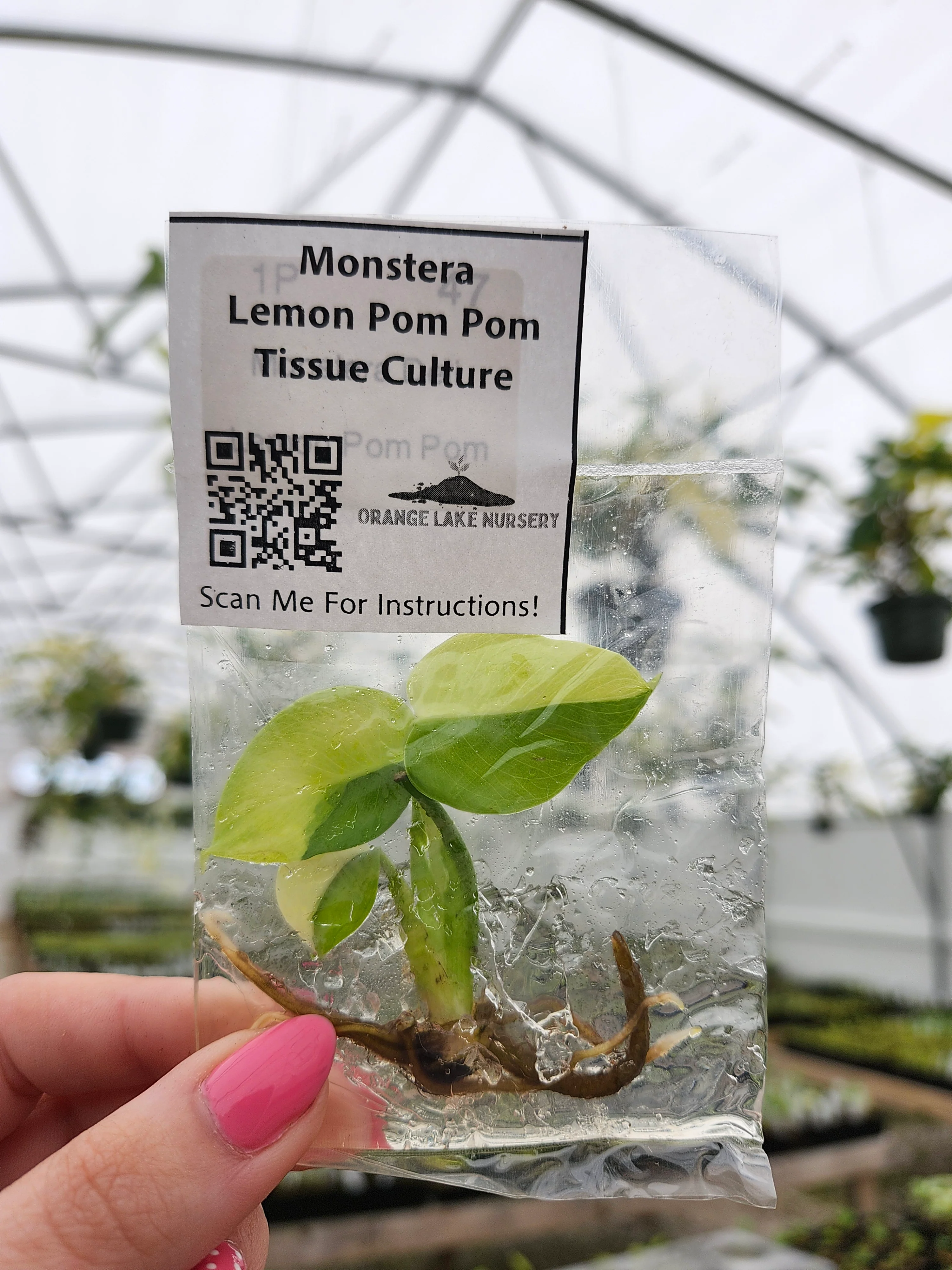 Monstera Lemon Pom Pom Tissue Culture - Image 3