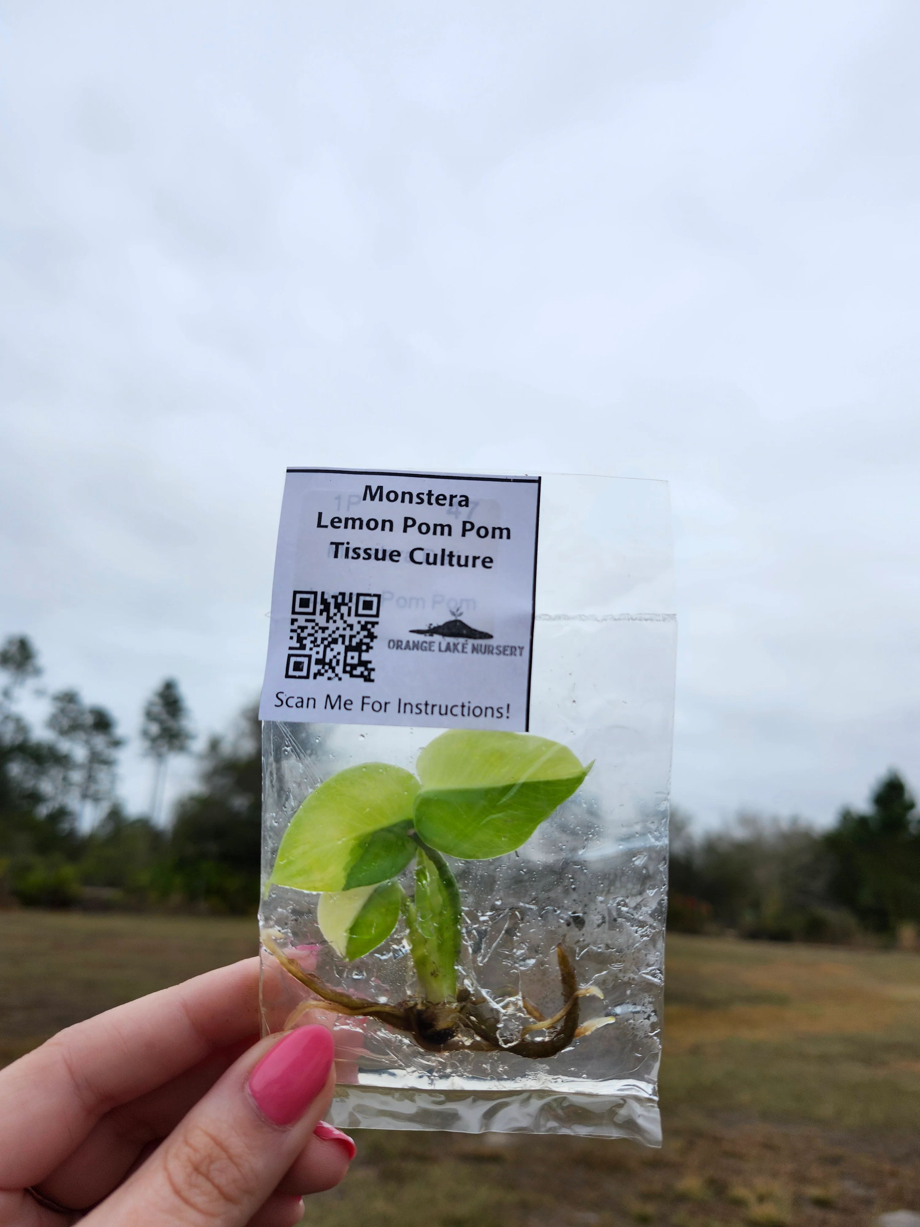 Monstera Lemon Pom Pom Tissue Culture - Image 4