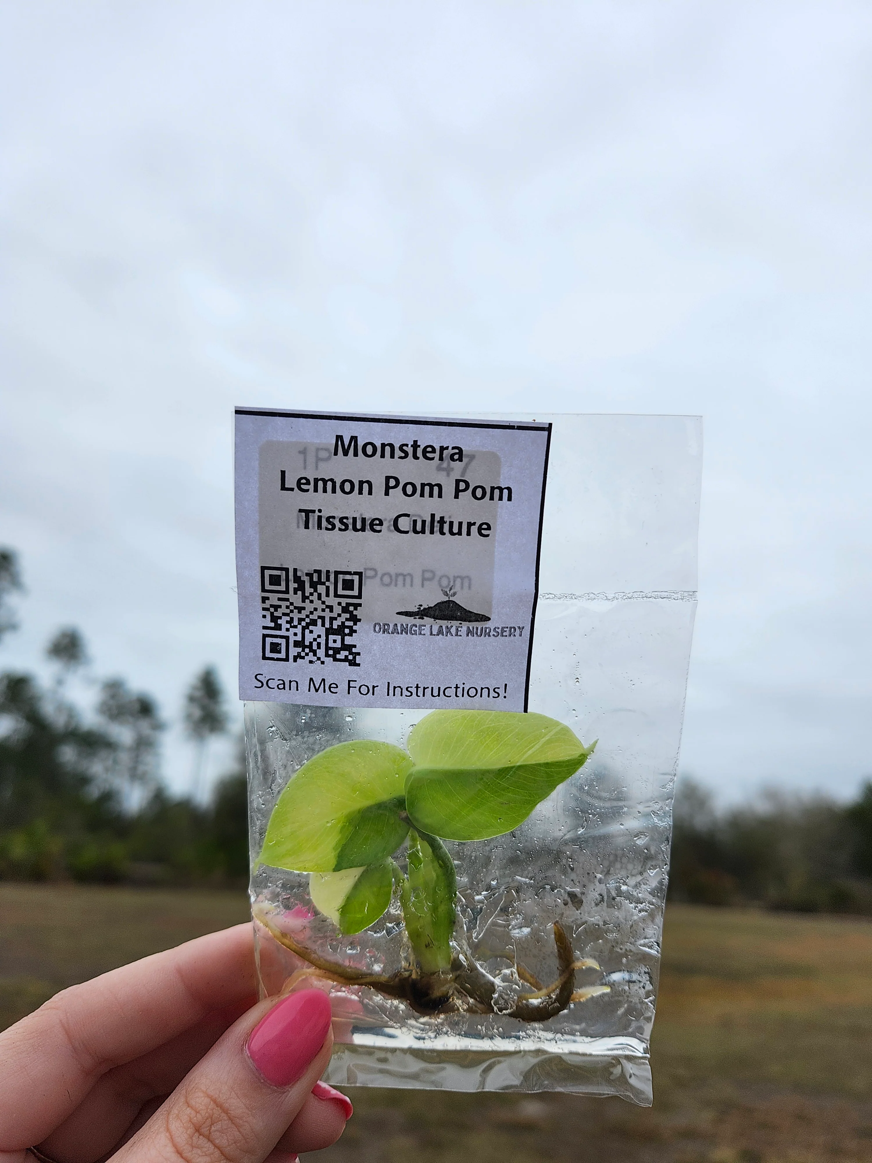 Monstera Lemon Pom Pom Tissue Culture - Image 5