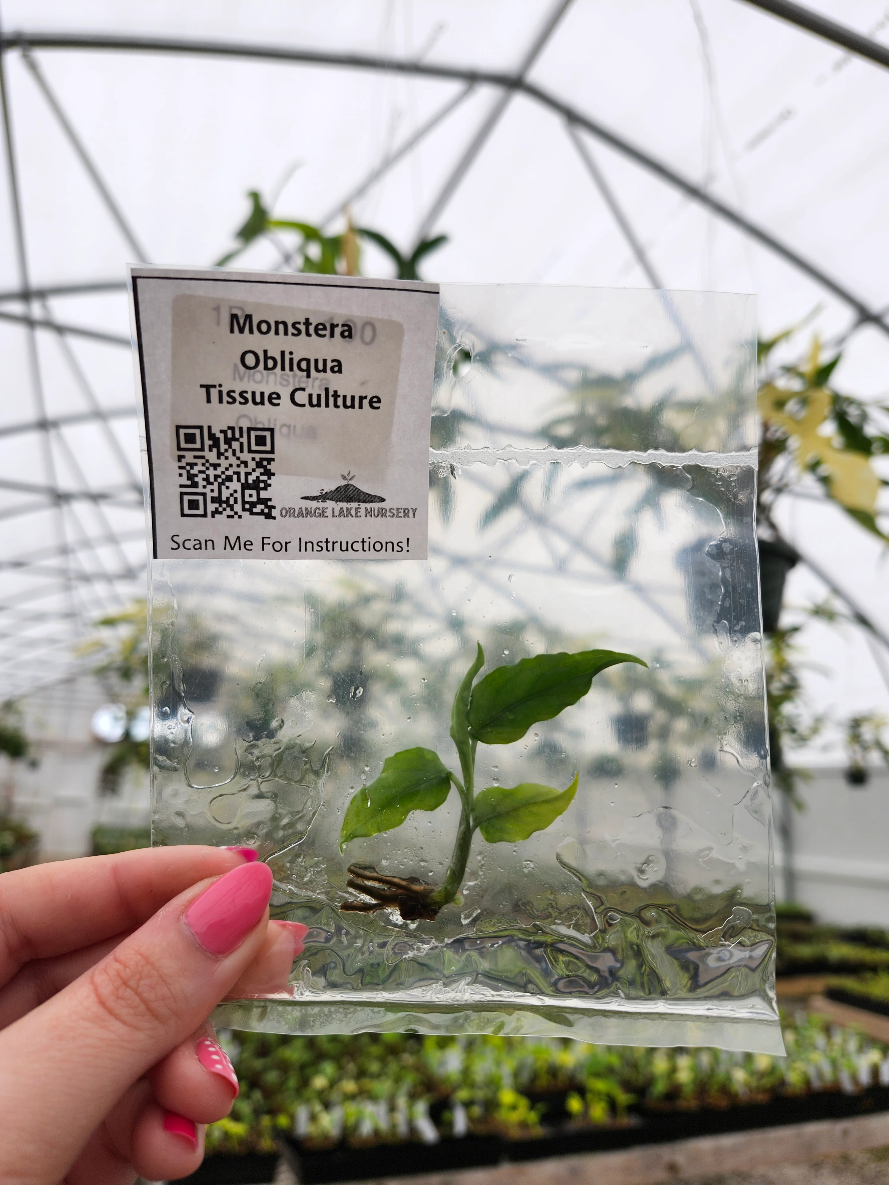 Monstera Obliqua Tissue Culture - Image 3