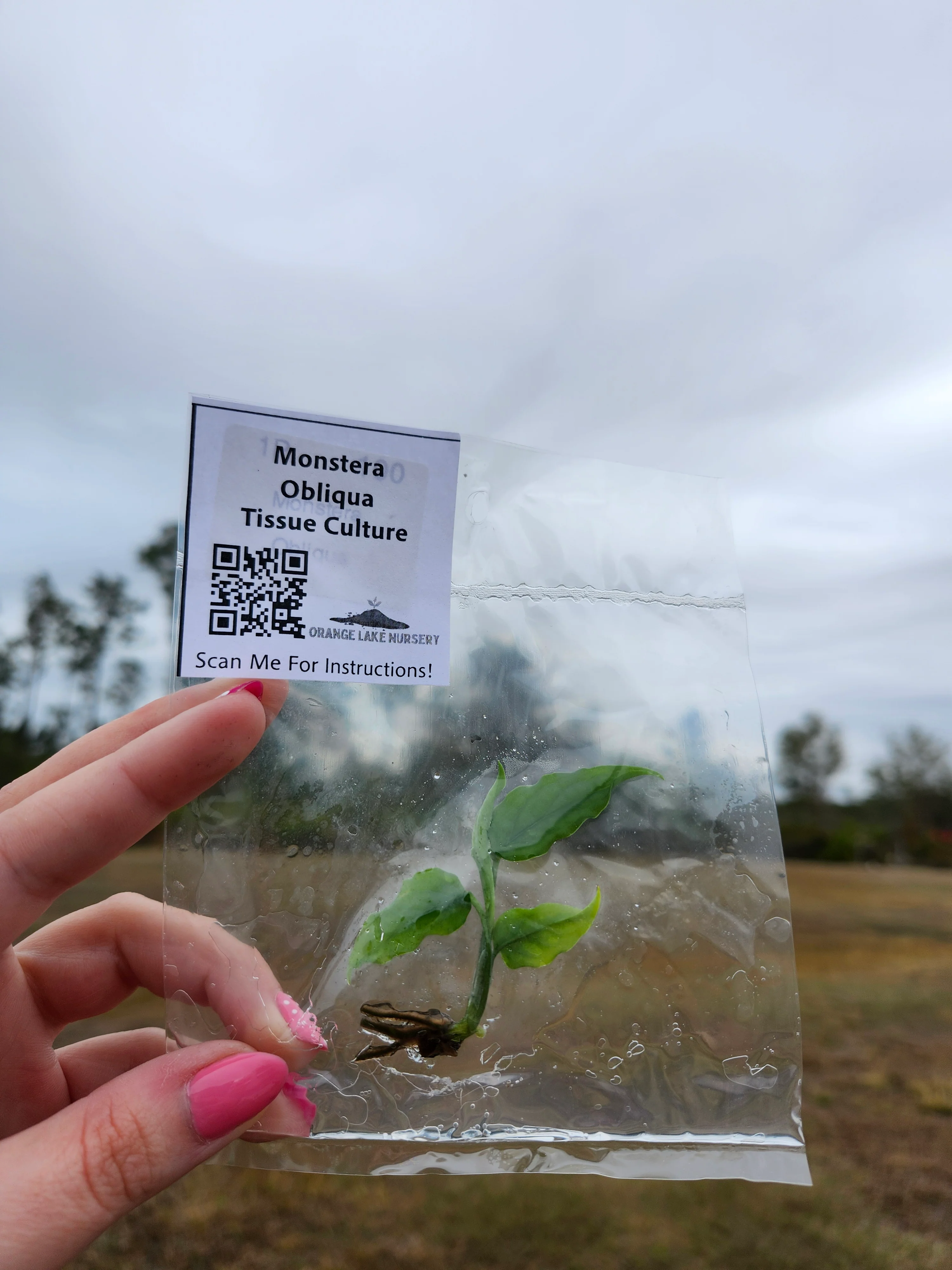 Monstera Obliqua Tissue Culture - Image 4