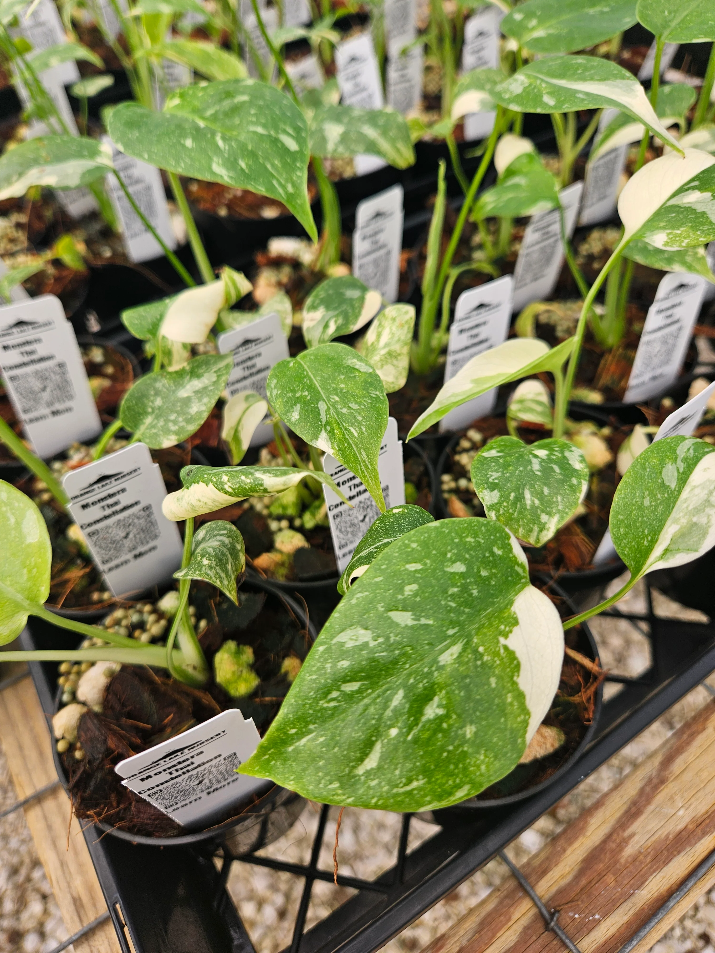 Monstera Thai Constellation (3in)-Growers Choice - Image 10