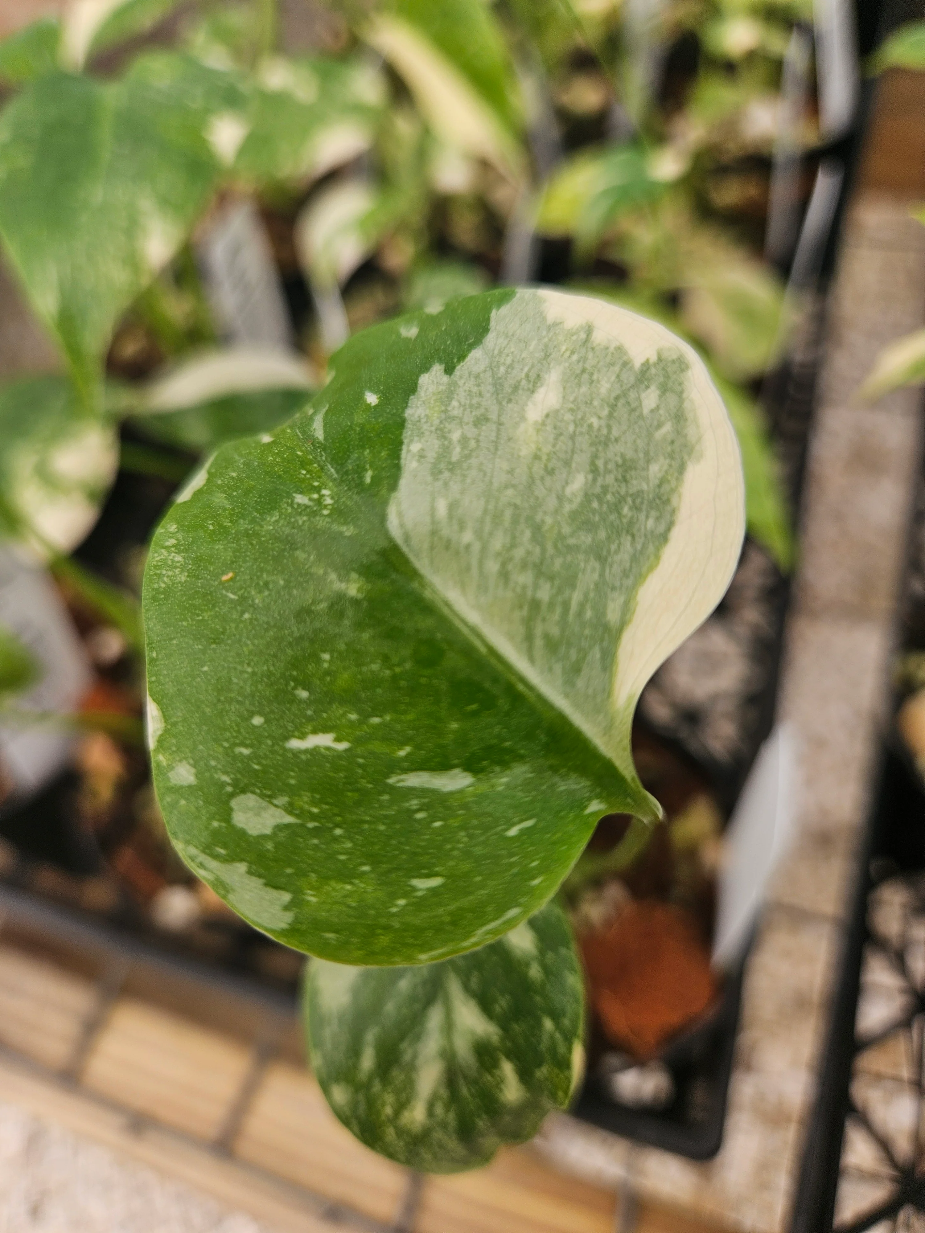 Monstera Thai Constellation (3in)-Growers Choice - Image 11