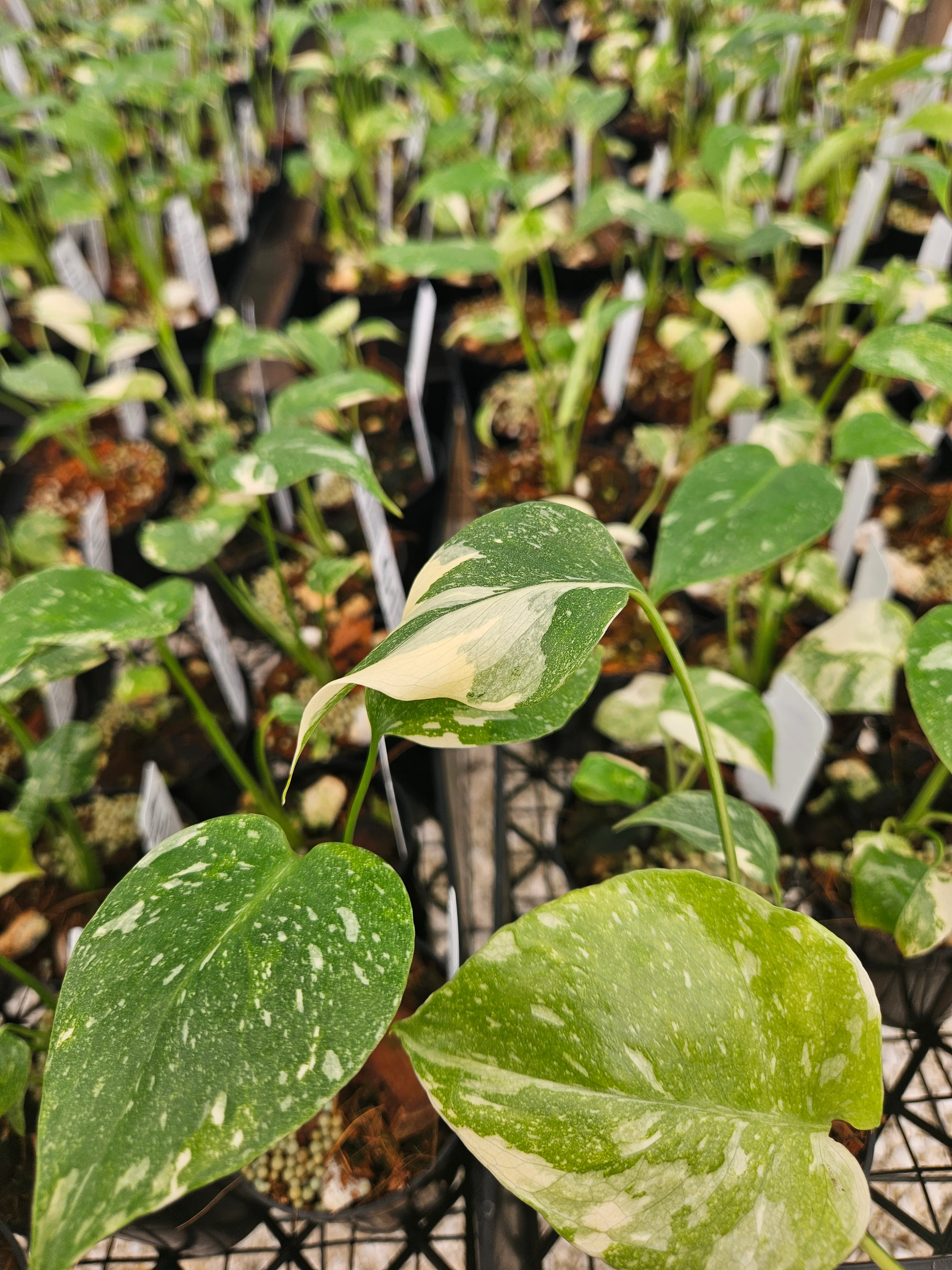 Monstera Thai Constellation (3in)-Growers Choice - Image 3