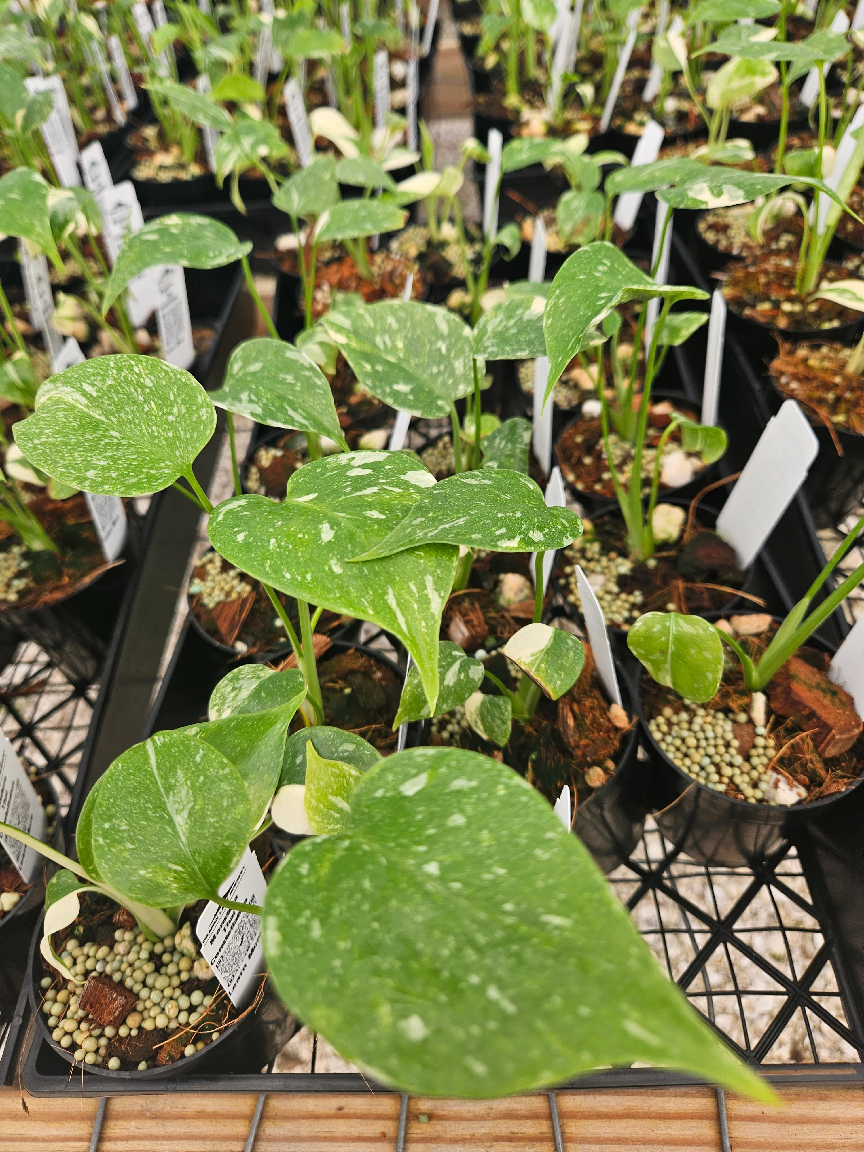 Monstera Thai Constellation (3in)-Growers Choice - Image 4