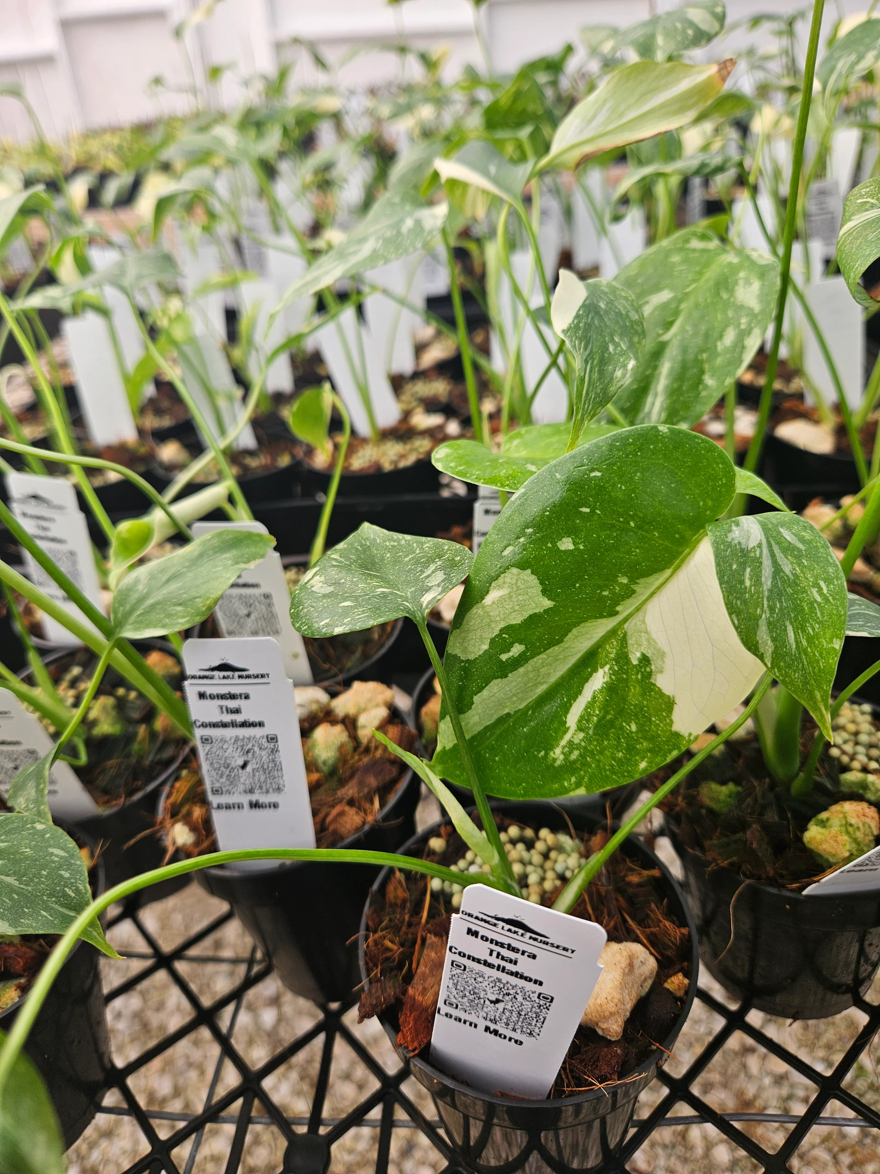 Monstera Thai Constellation (3in)-Growers Choice - Image 5