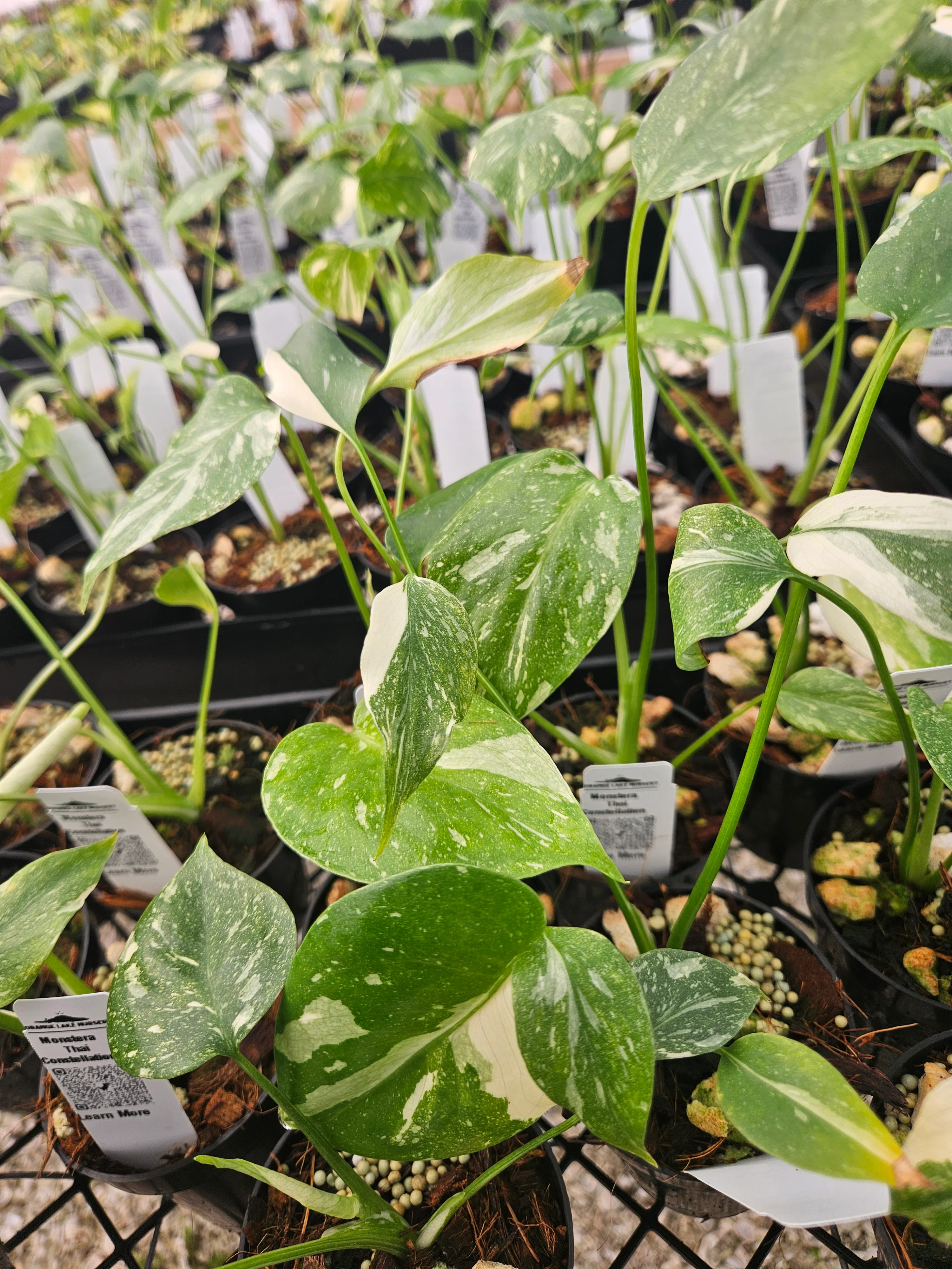 Monstera Thai Constellation (3in)-Growers Choice - Image 6