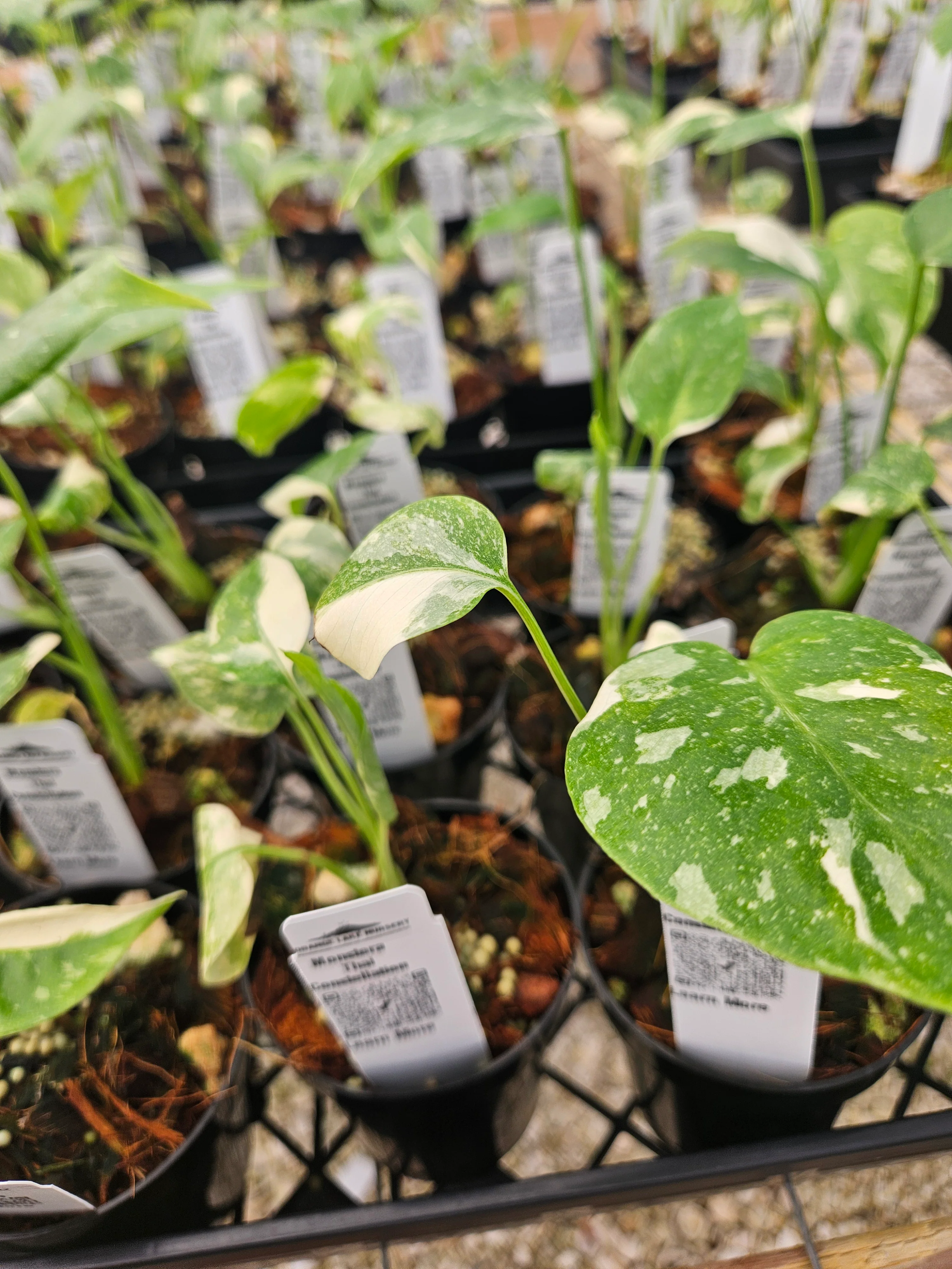 Monstera Thai Constellation (3in)-Growers Choice - Image 7