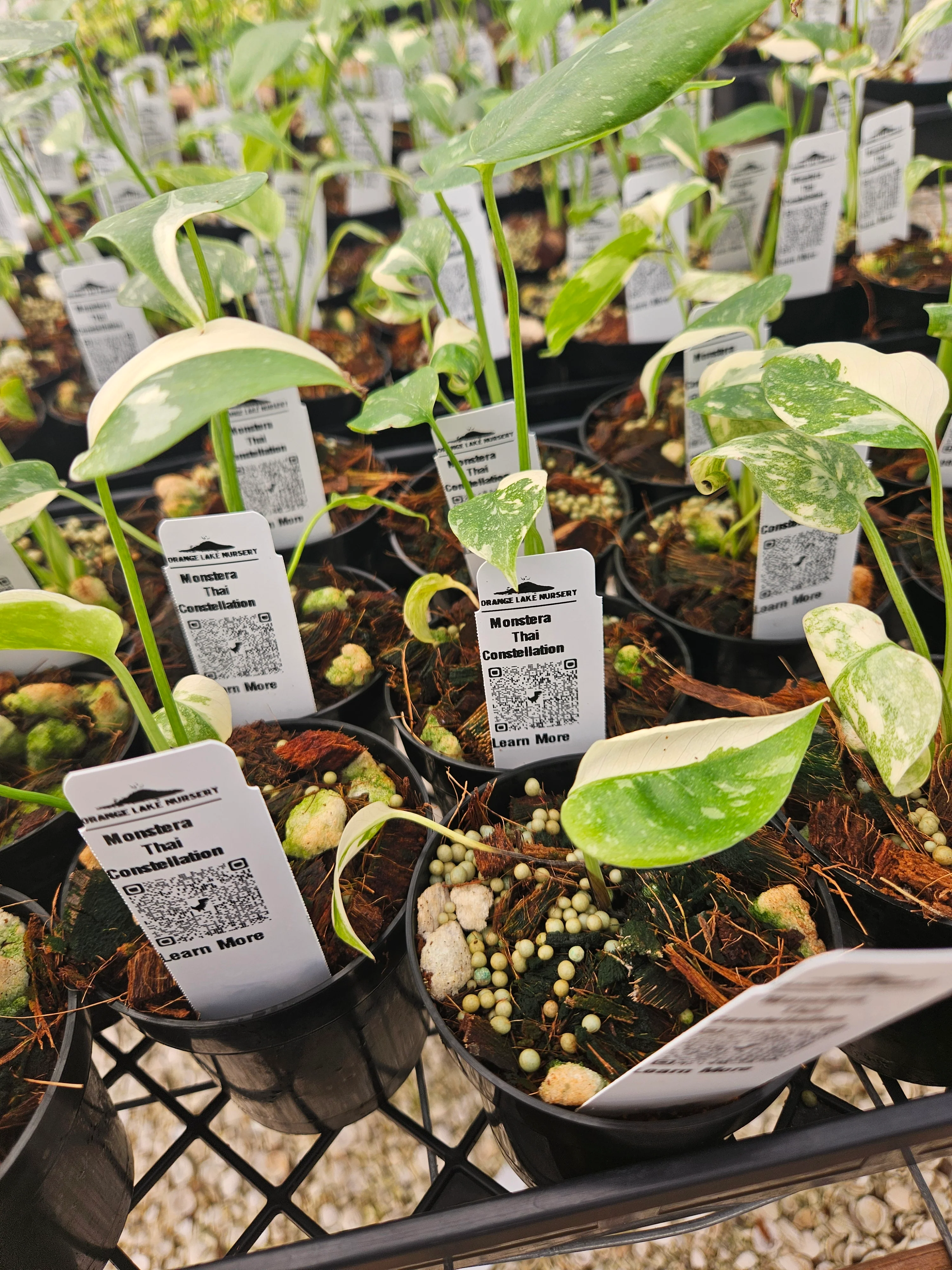 Monstera Thai Constellation (3in)-Growers Choice - Image 8