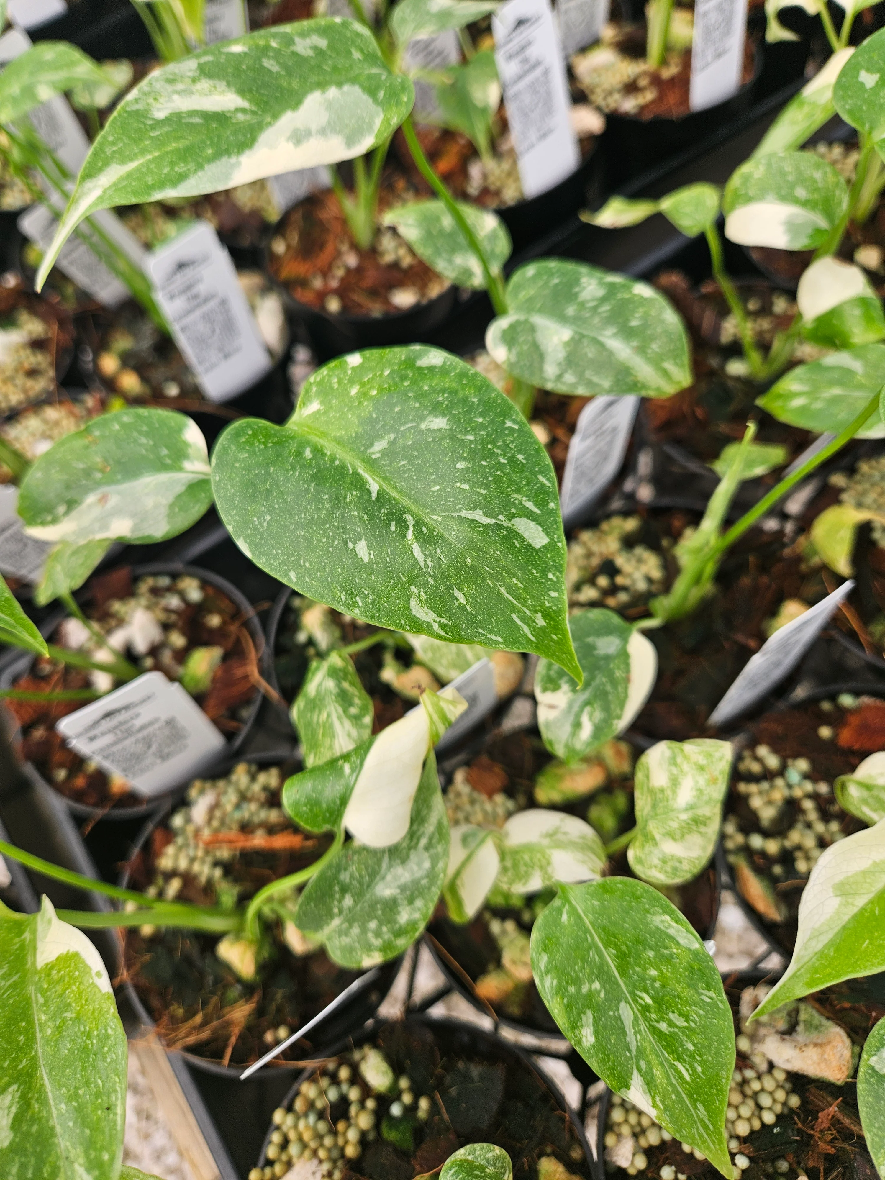 Monstera Thai Constellation (3in)-Growers Choice - Image 9