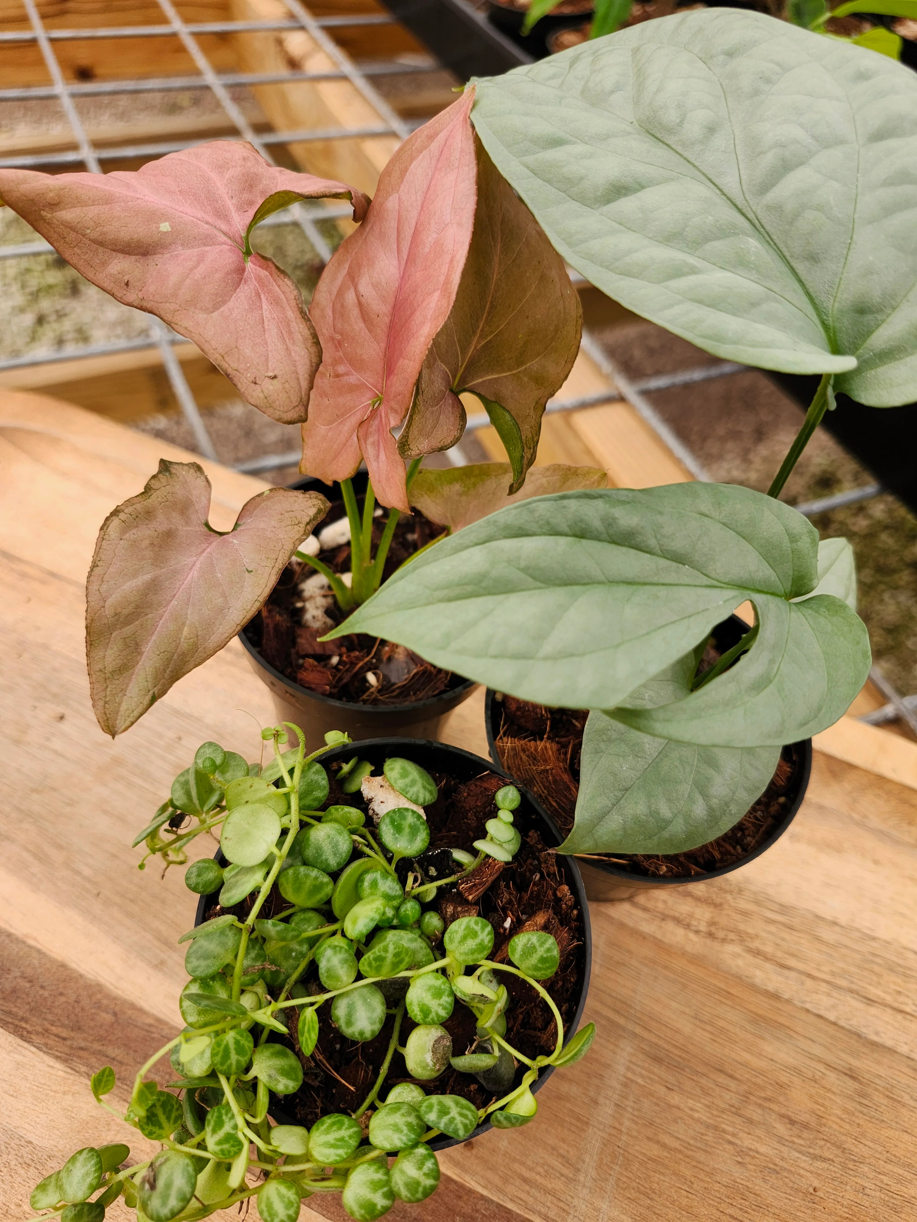 Monthly Plant Subscription- 3 Plants Every 30 Days - Image 3