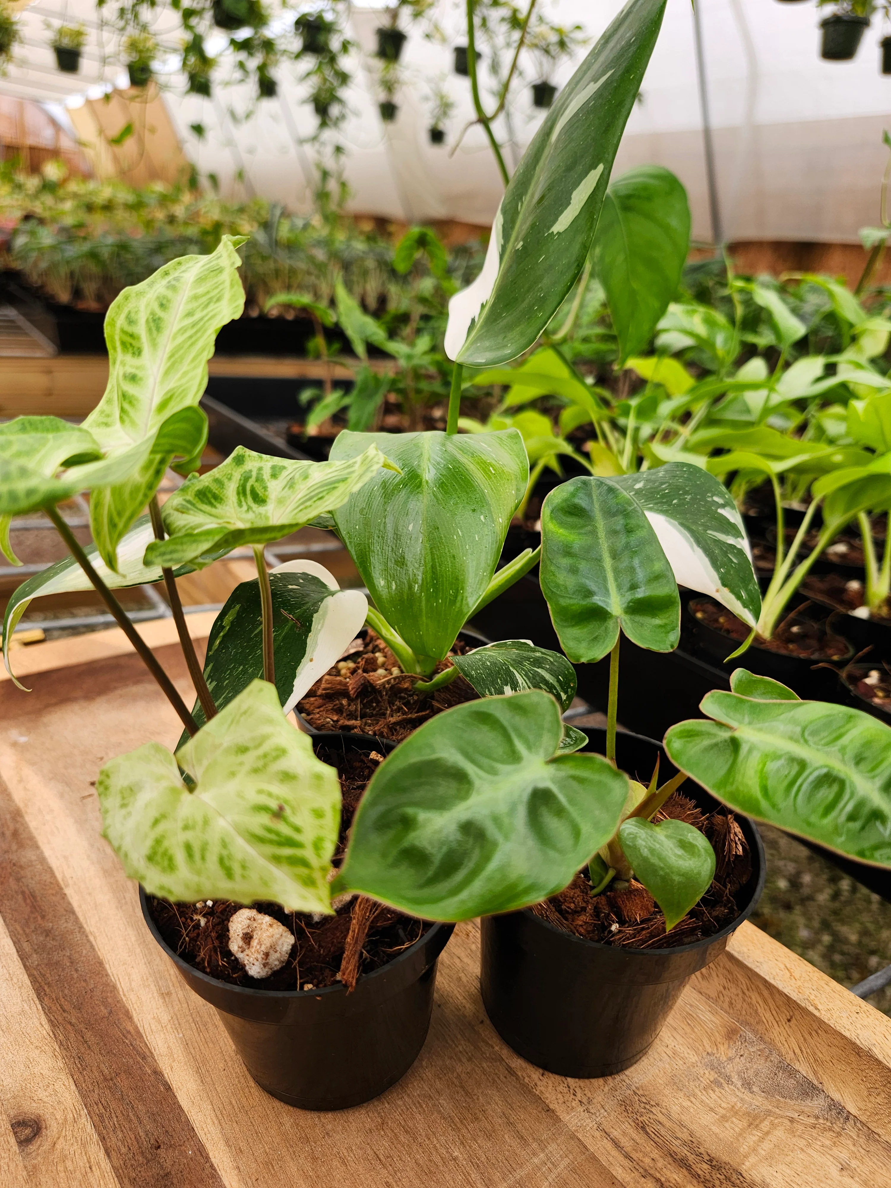 Monthly Plant Subscription- 3 Plants Every 30 Days - Image 4