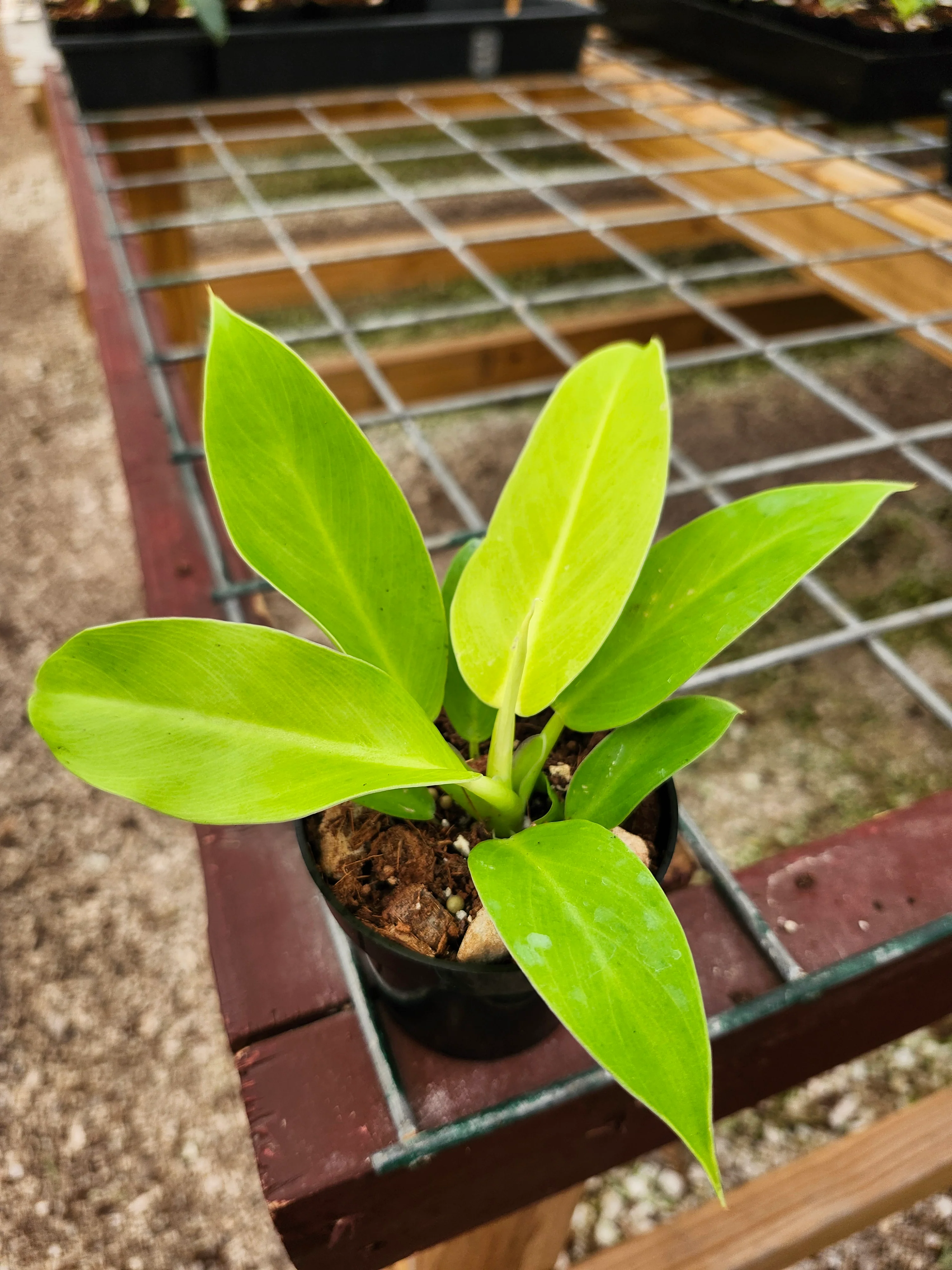 Philodendron Moonlight - Image 3