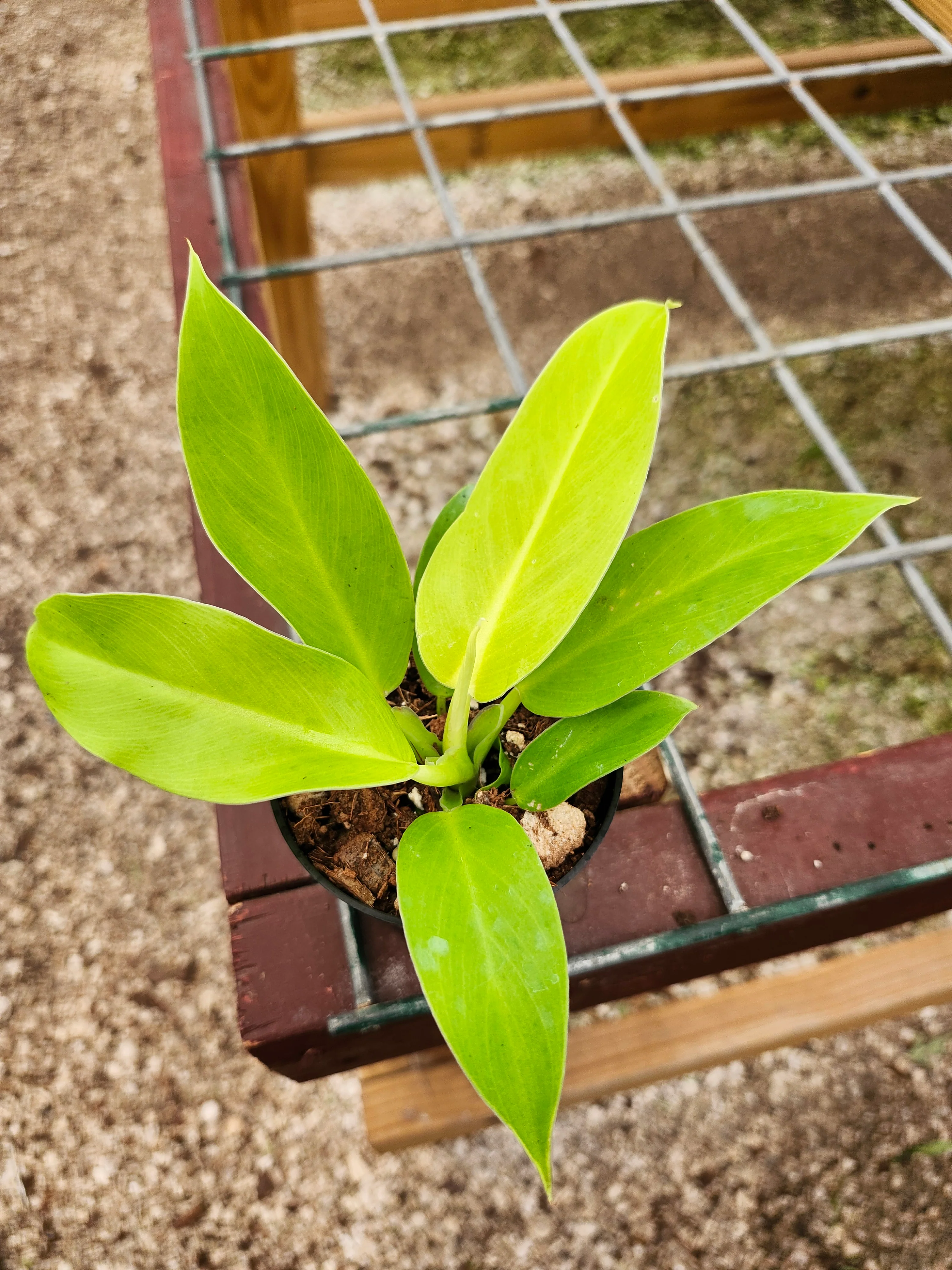 Philodendron Moonlight - Image 4
