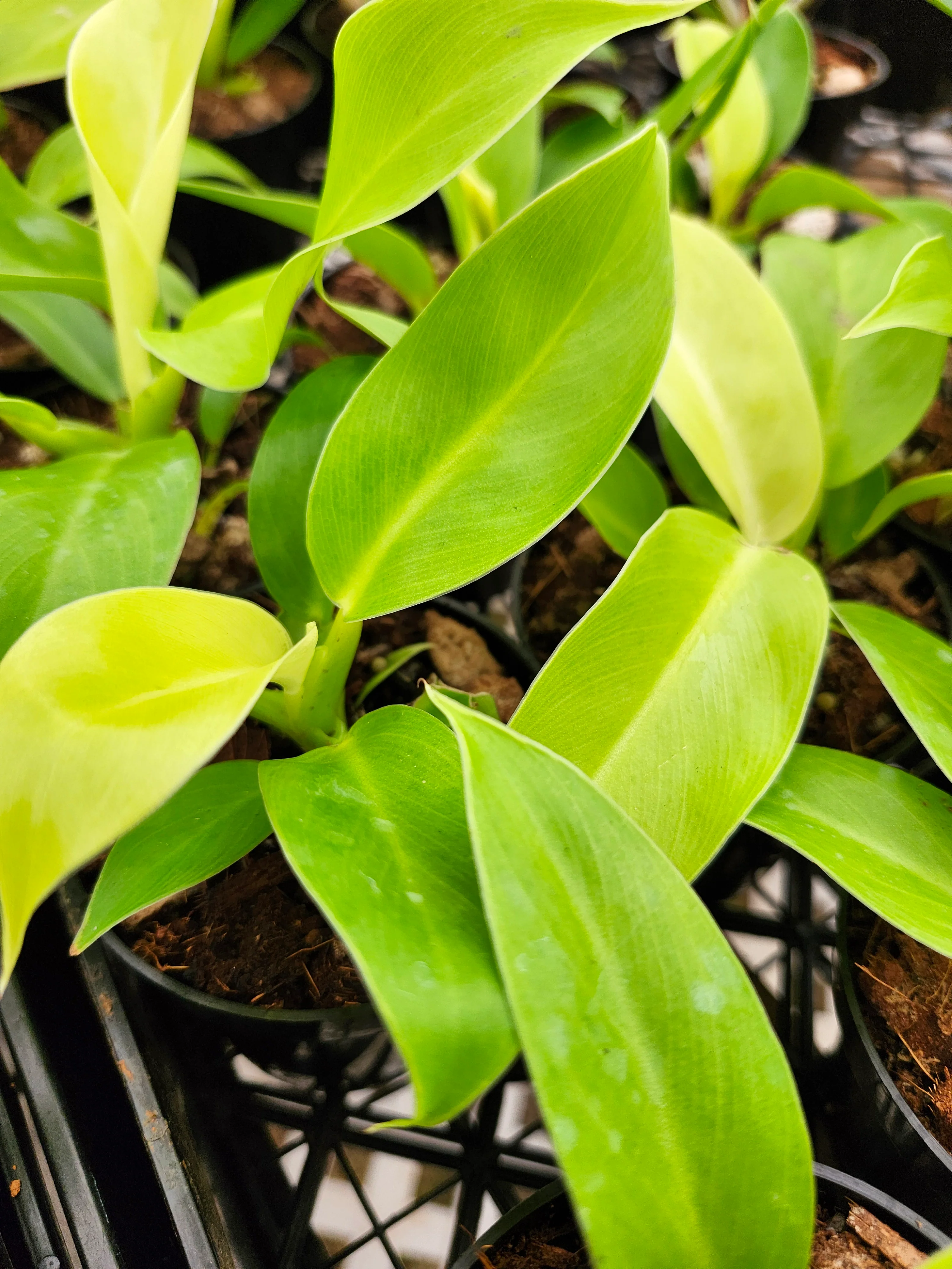Philodendron Moonlight - Image 5