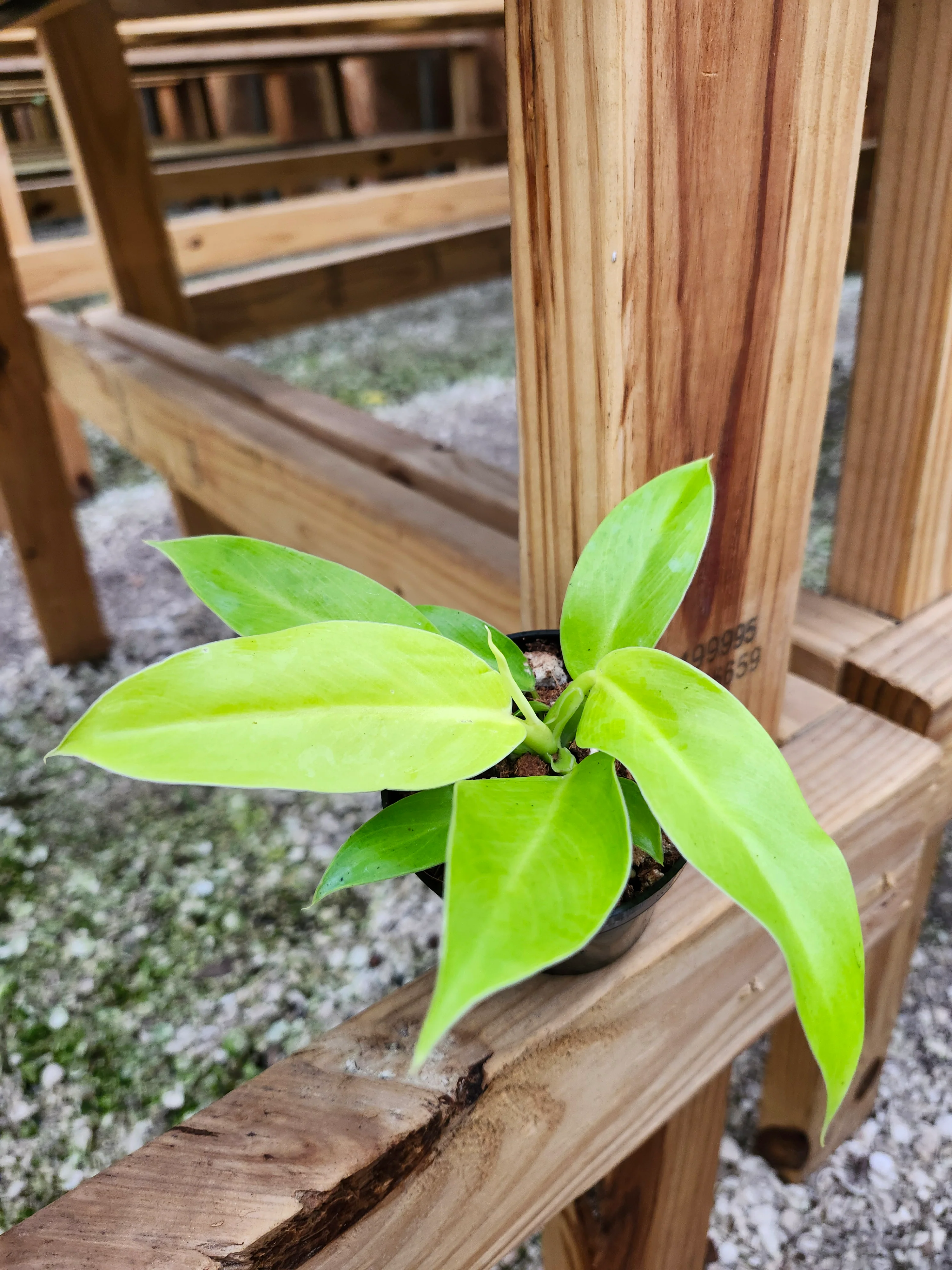Philodendron Moonlight - Image 6