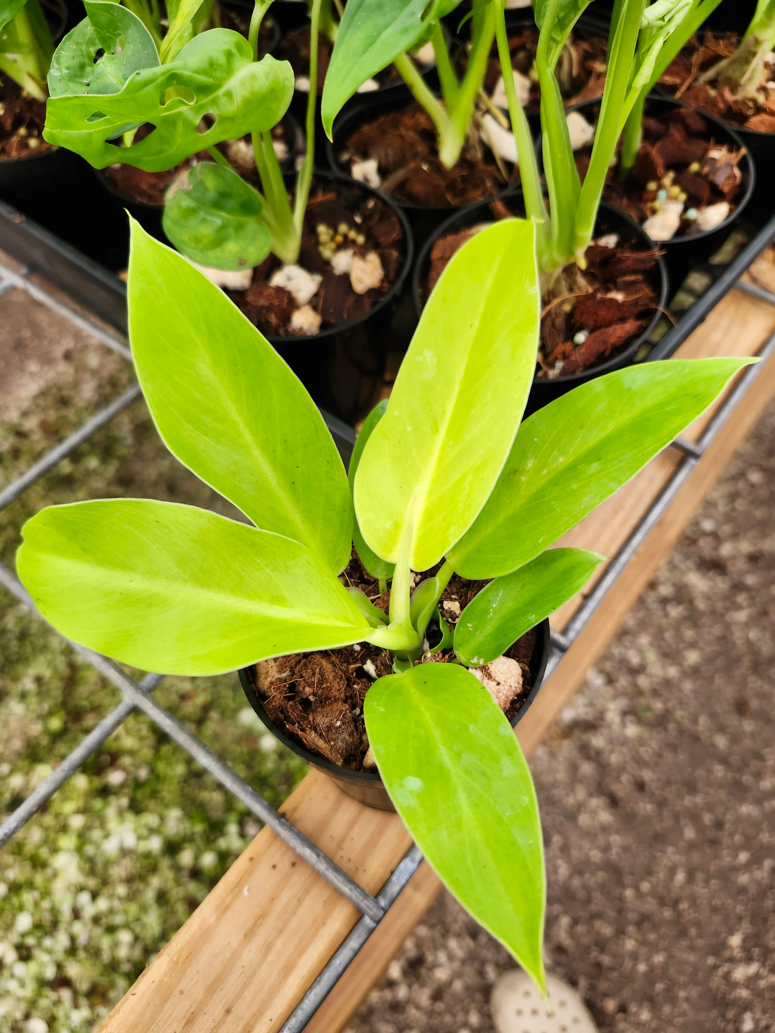 Philodendron Moonlight - Image 7