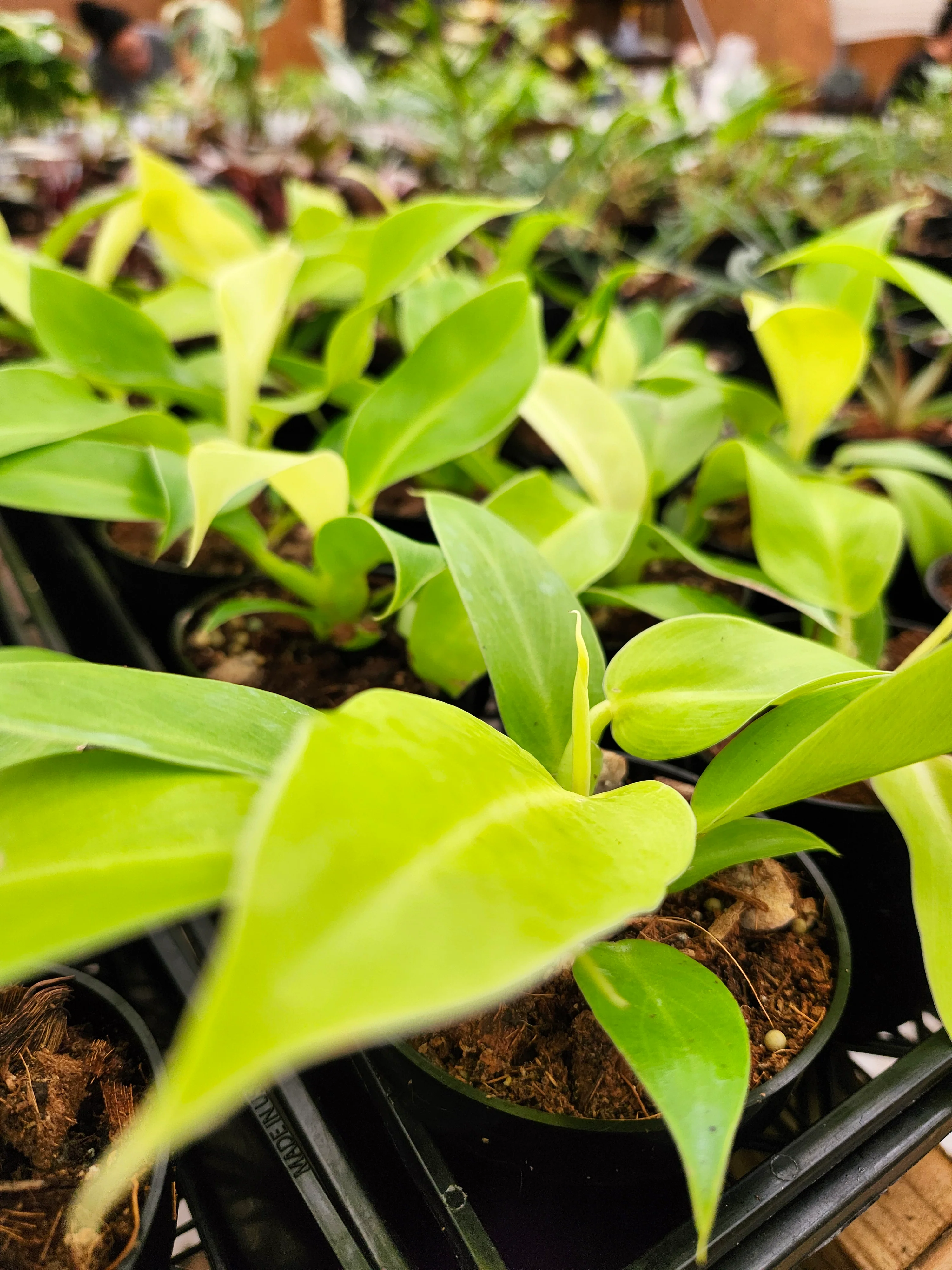 Philodendron Moonlight - Image 8