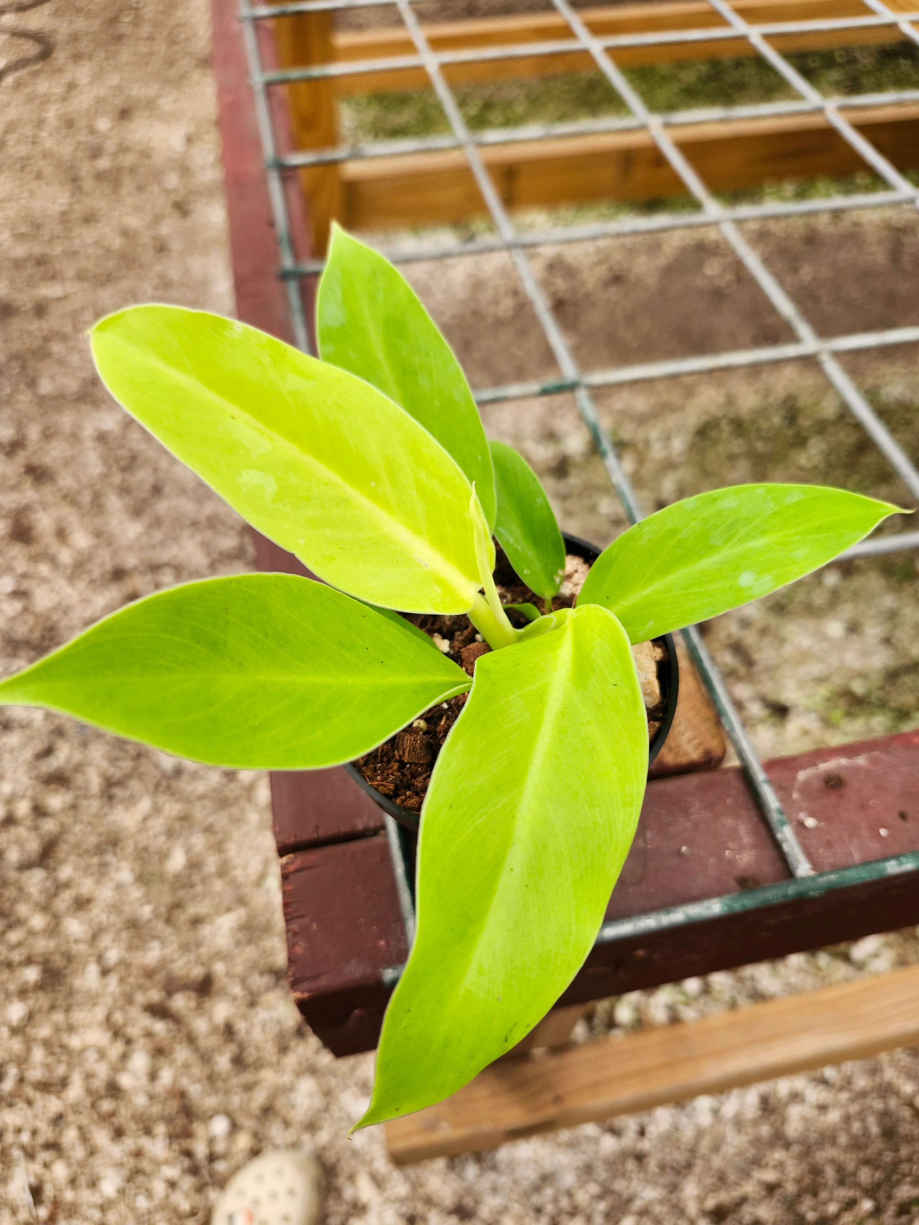 Philodendron Moonlight - Image 9