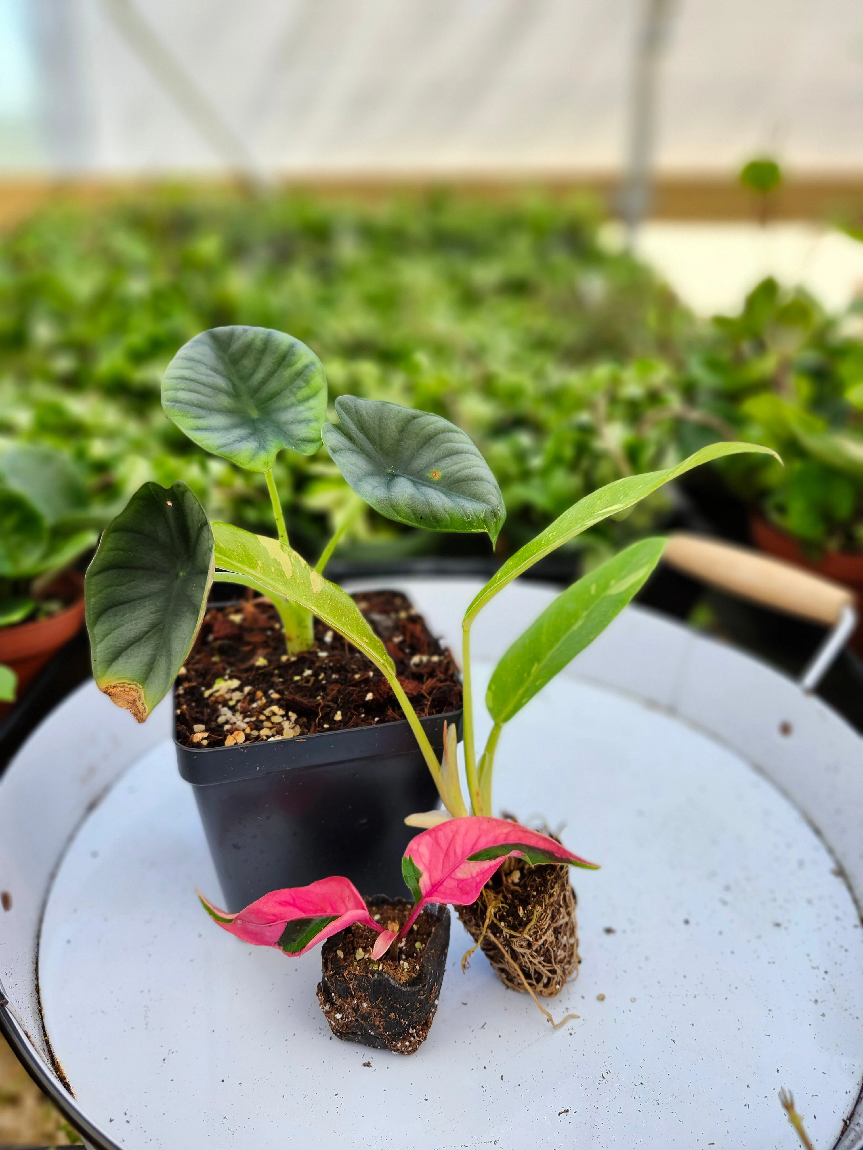 Mystery 3 Plant Rehab Box - Image 3