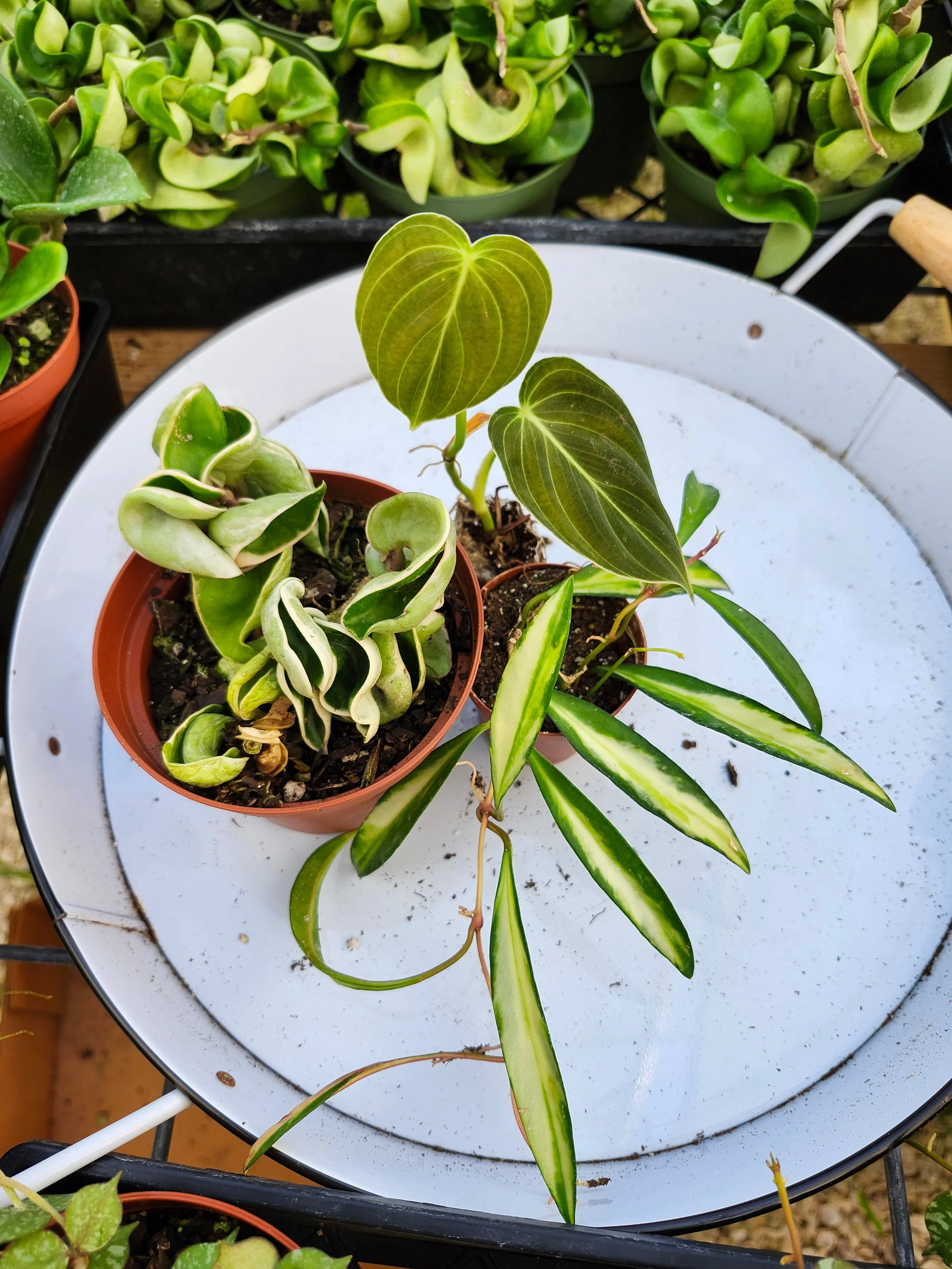 Mystery 3 Plant Rehab Box - Image 4