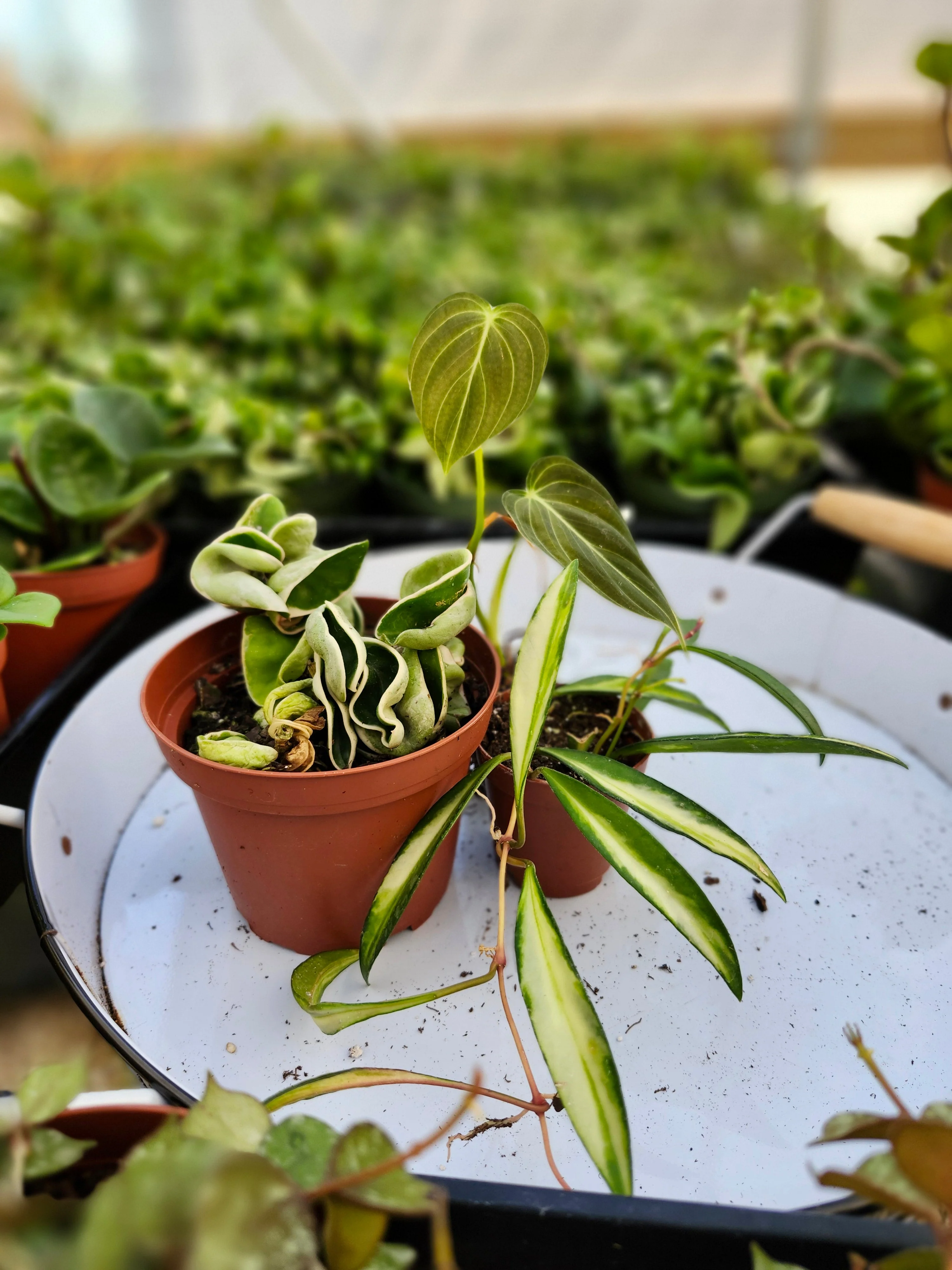 Mystery 3 Plant Rehab Box - Image 5