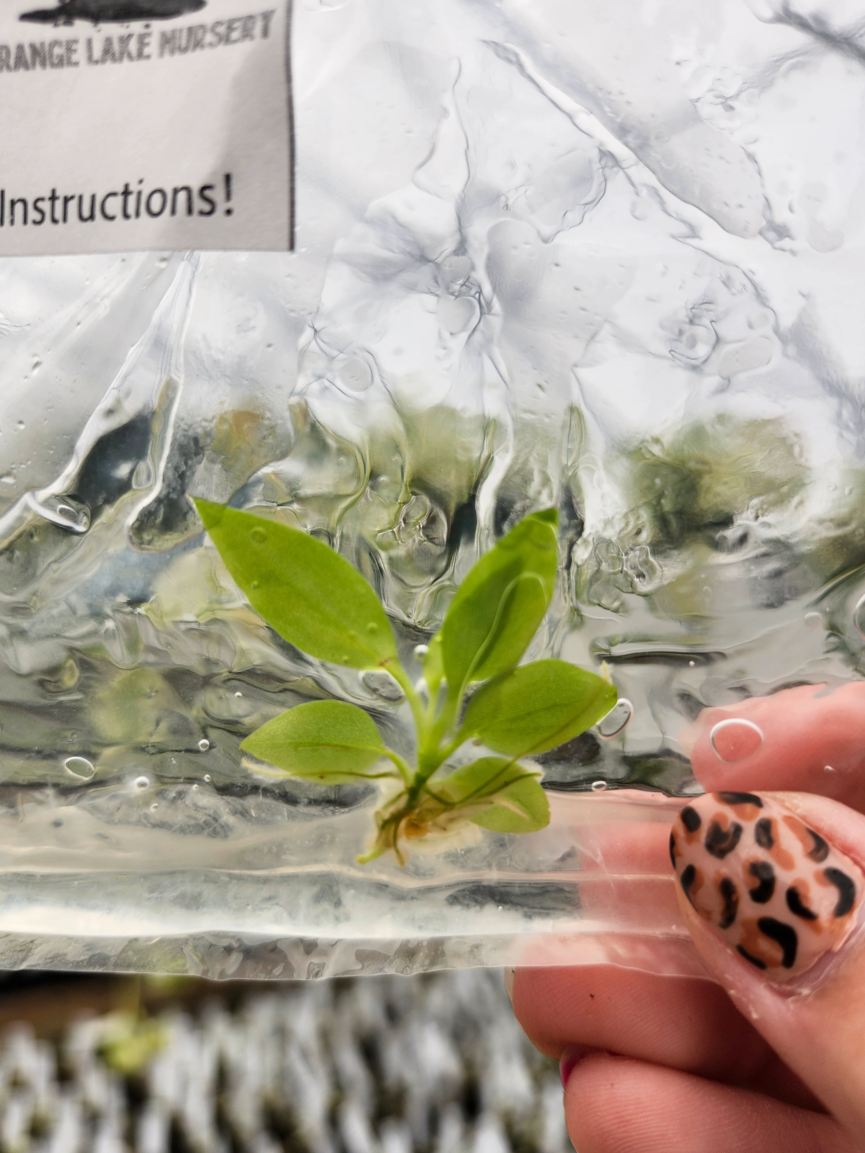 Philodendron Atabapoense Tissue Culture Single - Image 3