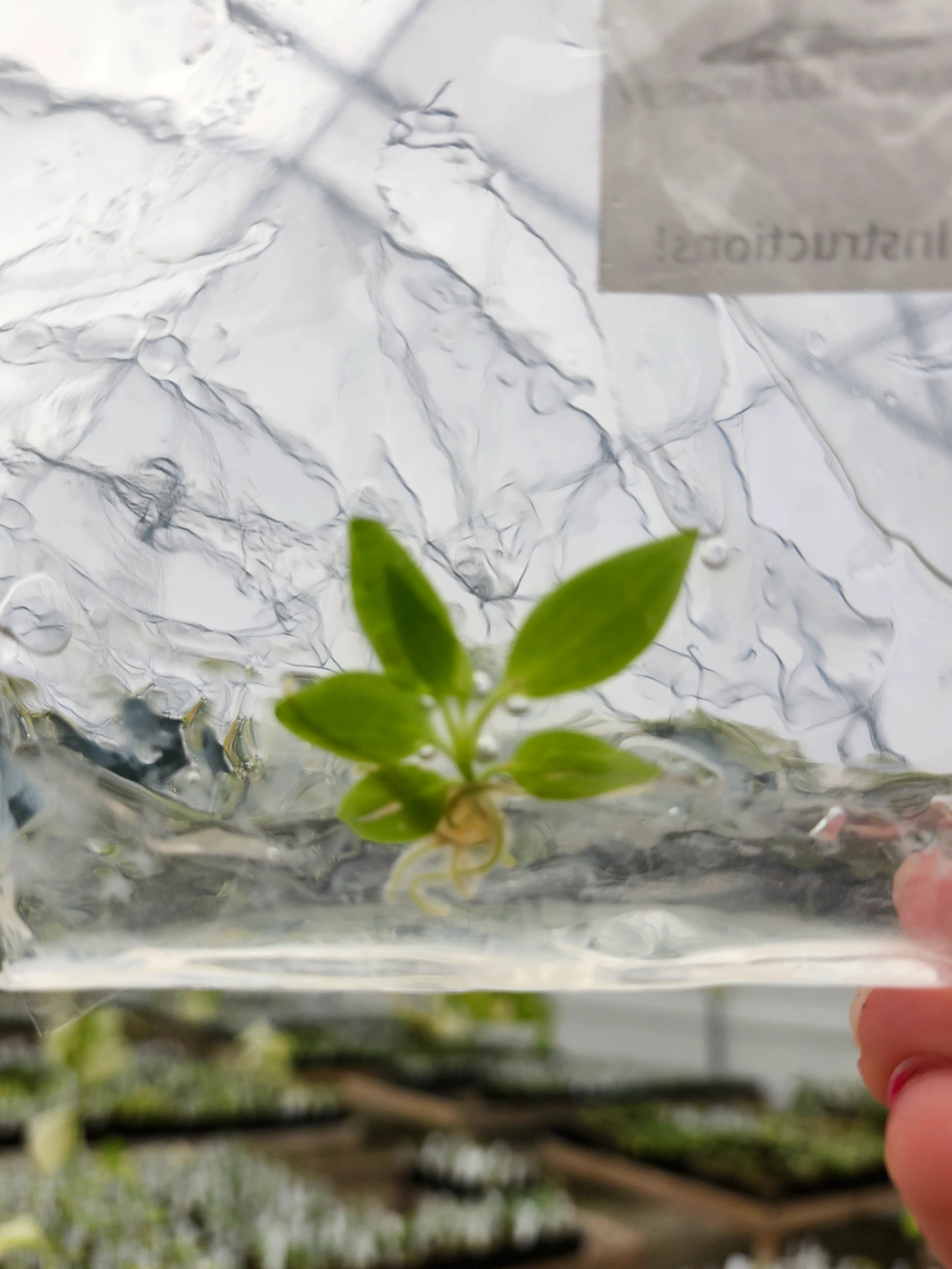 Philodendron Atabapoense Tissue Culture Single - Image 4