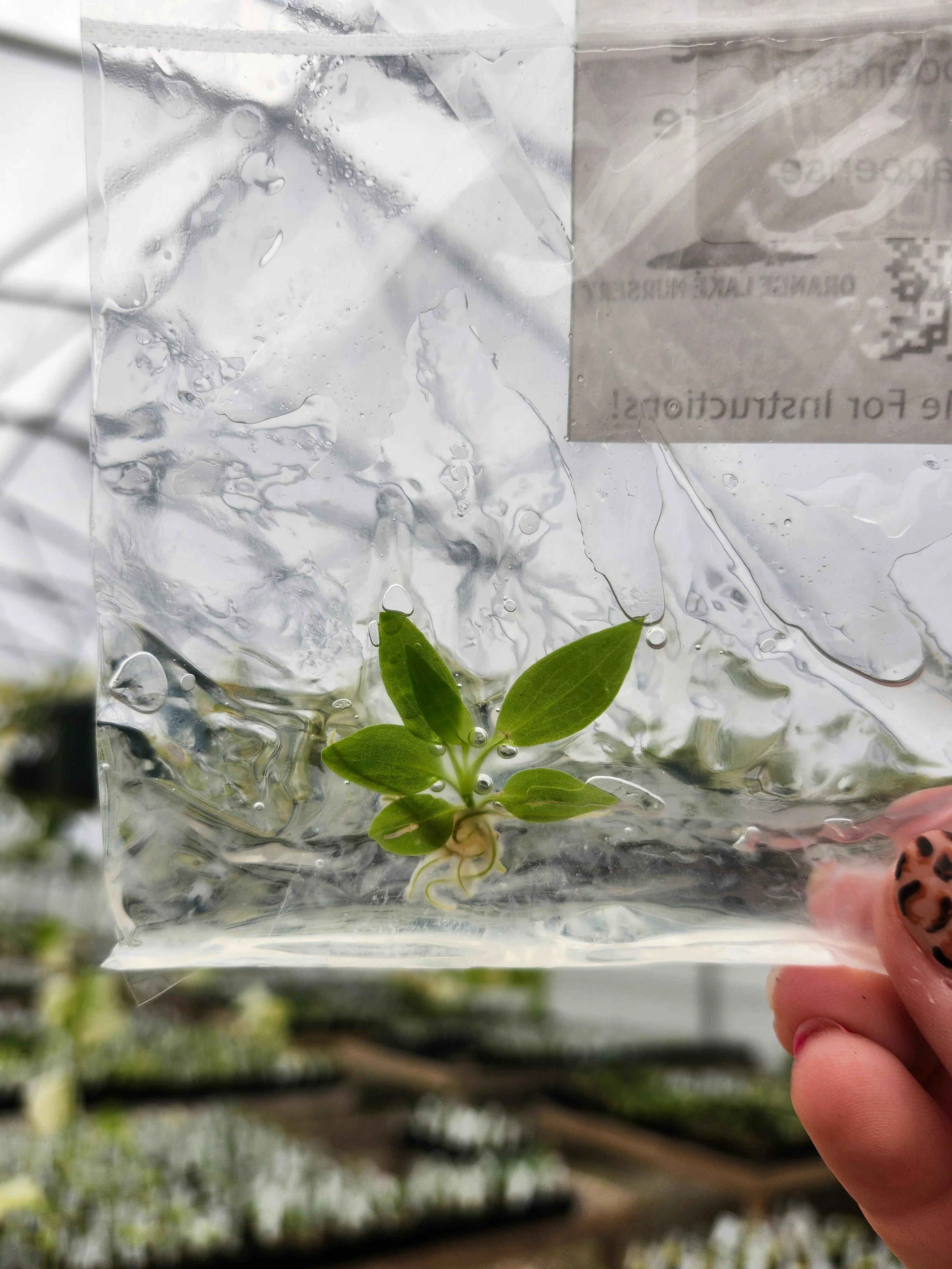 Philodendron Atabapoense Tissue Culture Single - Image 5