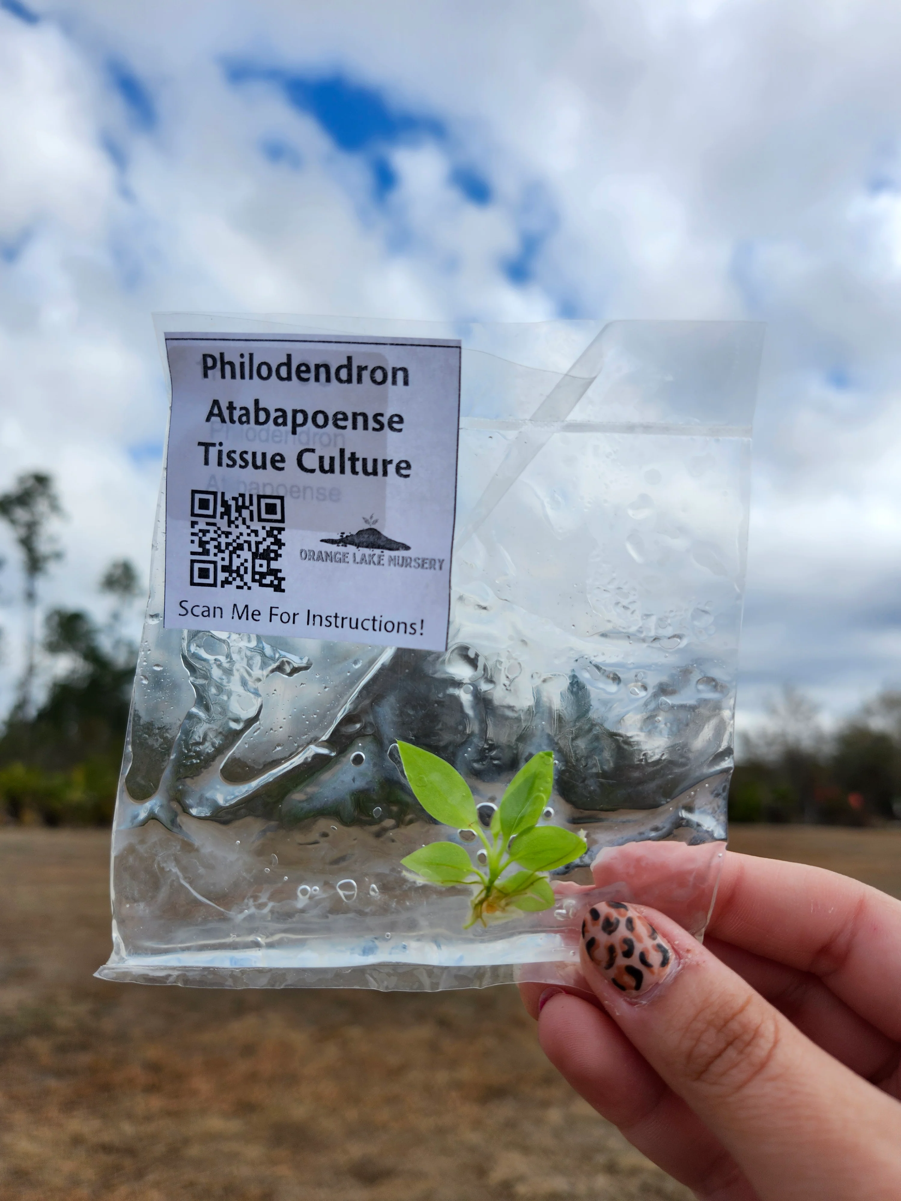 Philodendron Atabapoense Tissue Culture Single - Image 6