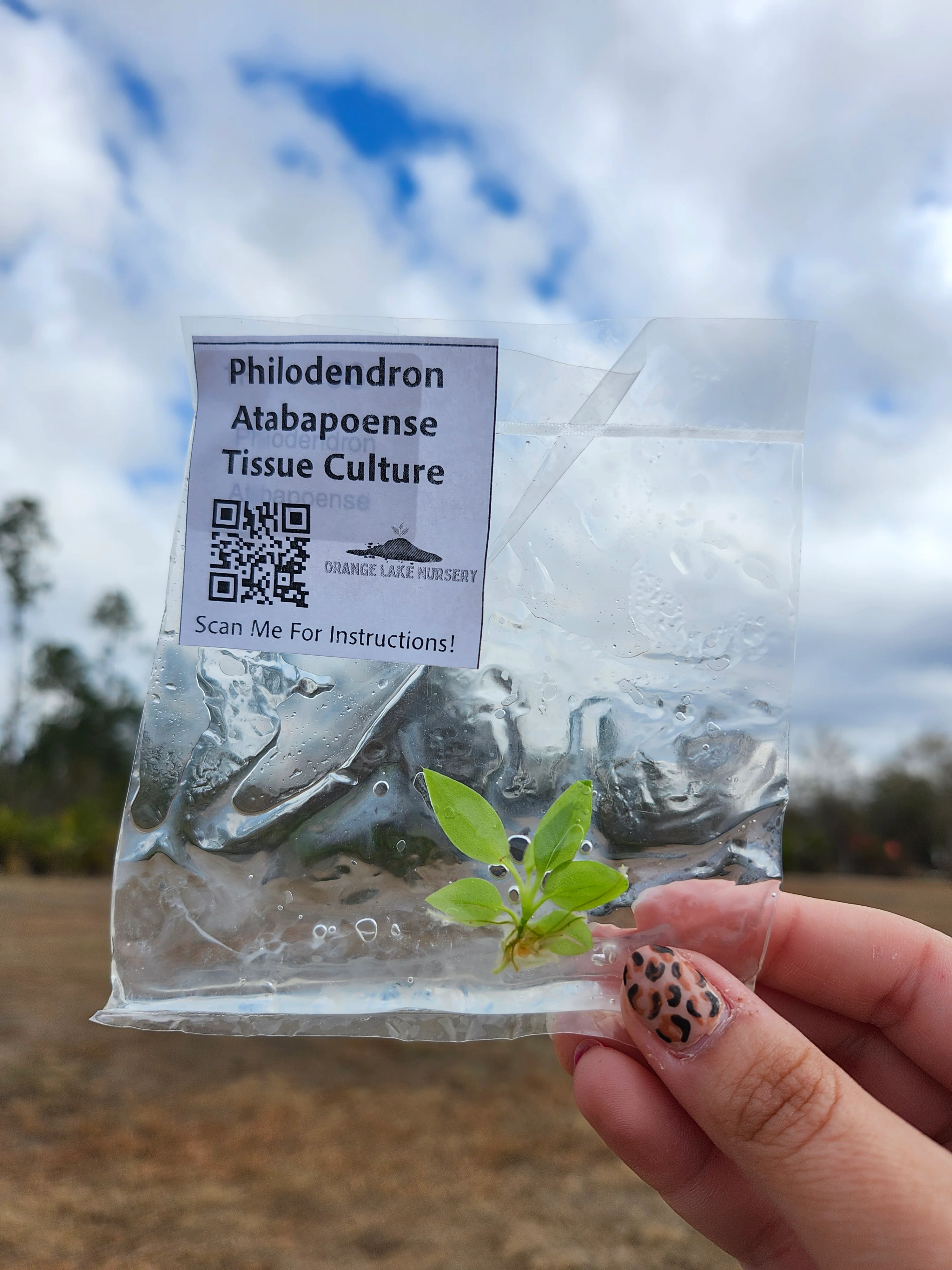 Philodendron Atabapoense Tissue Culture Single - Image 7