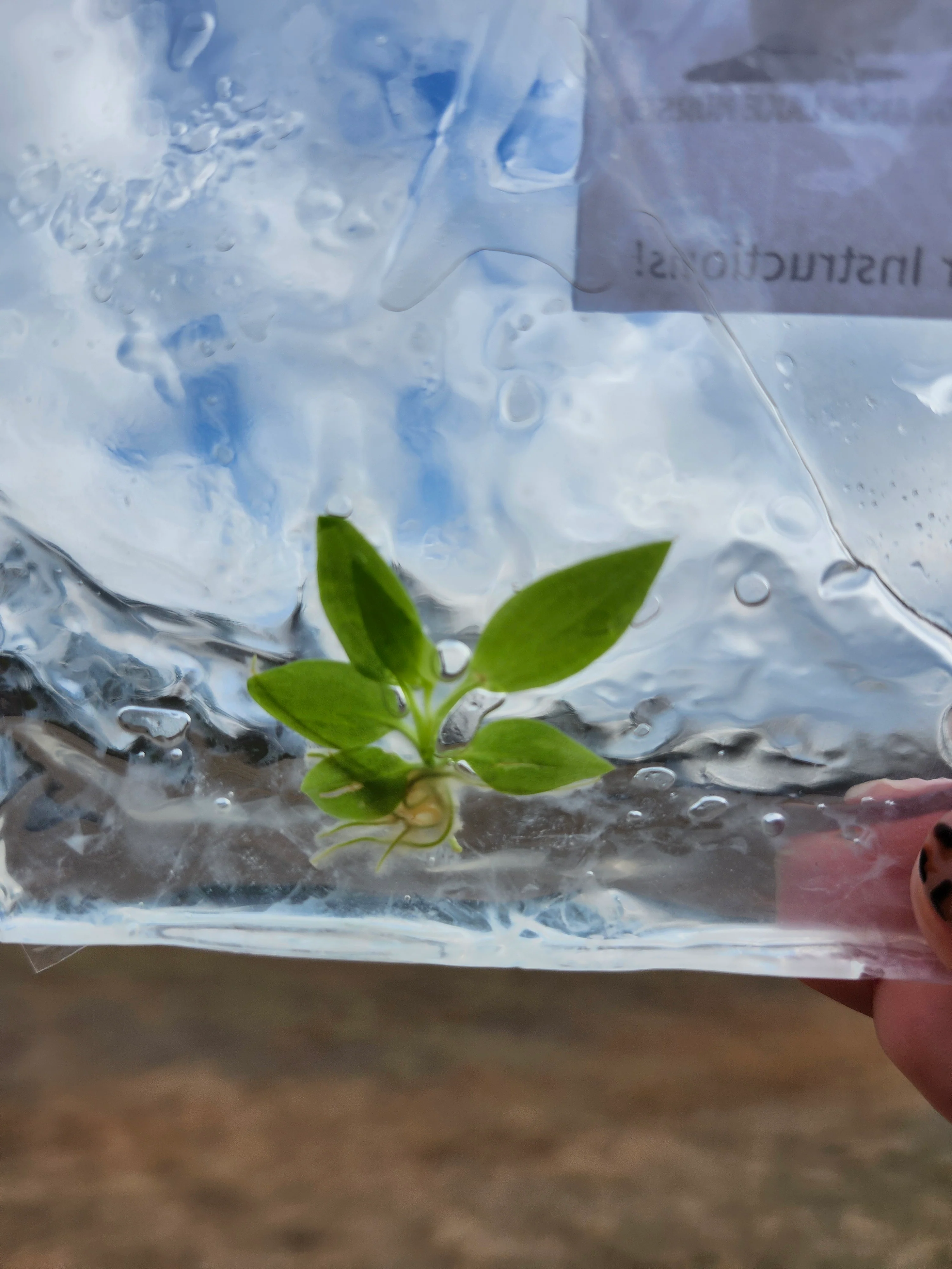 Philodendron Atabapoense Tissue Culture Single - Image 8