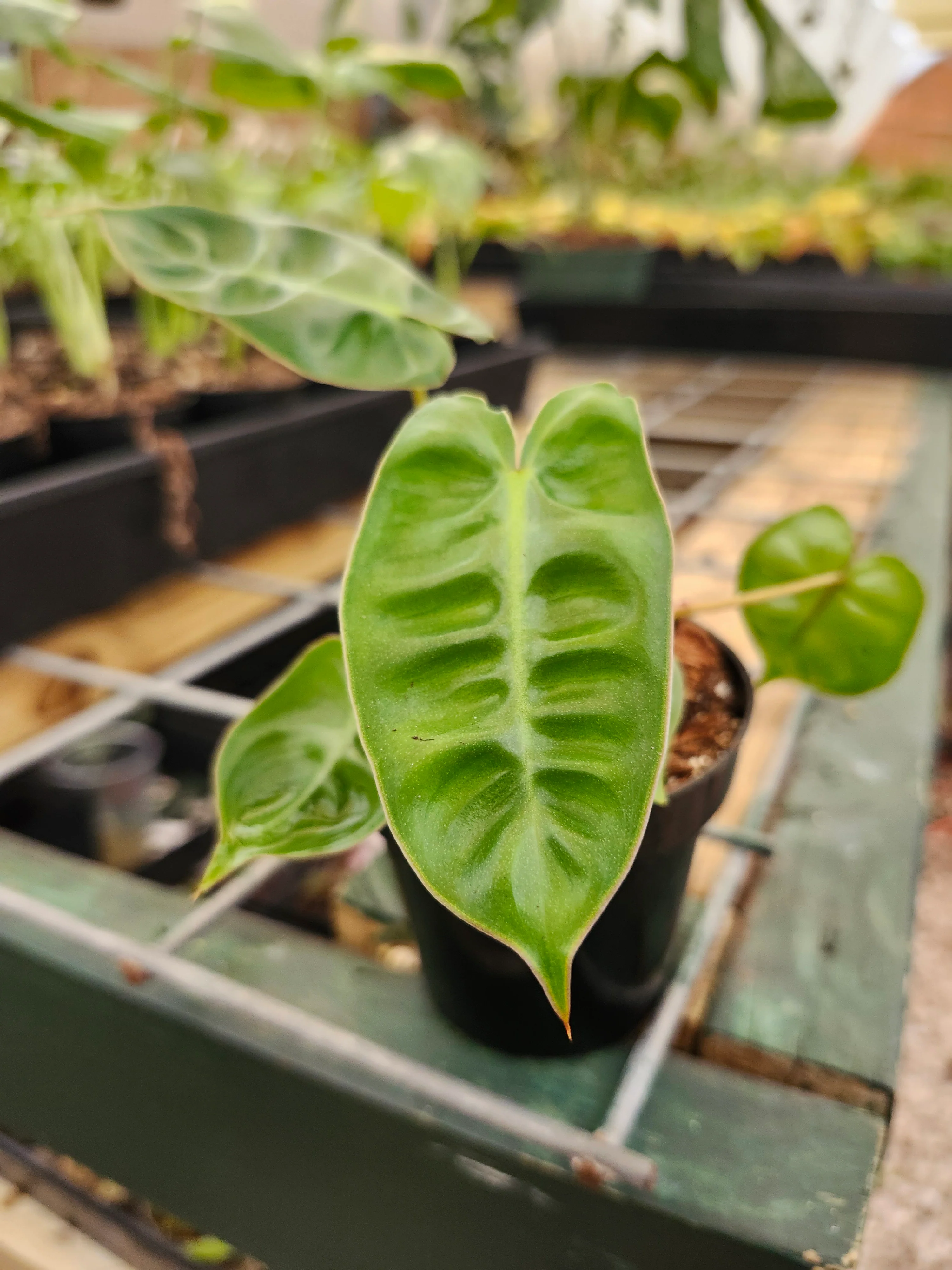 Philodendron Billietiae - Image 3