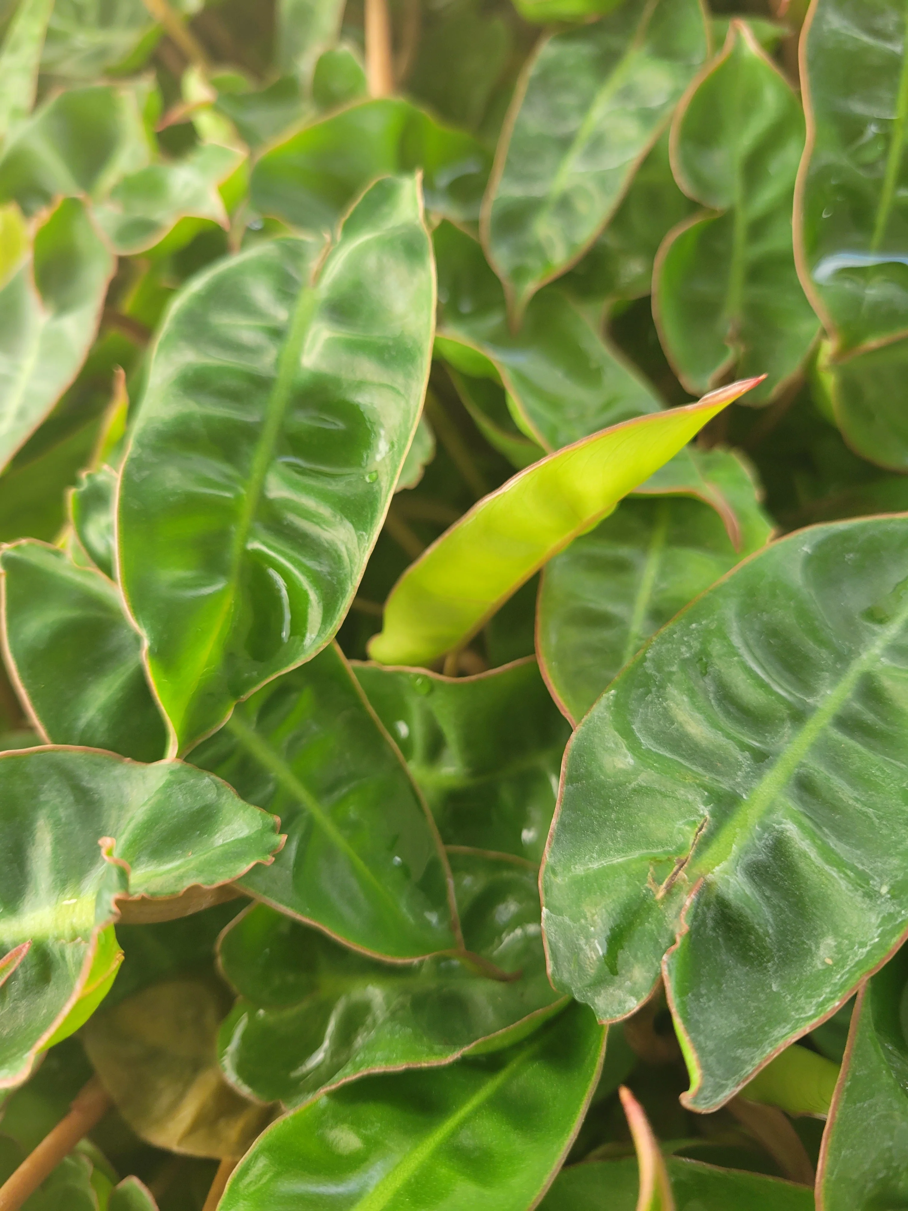 Philodendron Billietiae - Image 4
