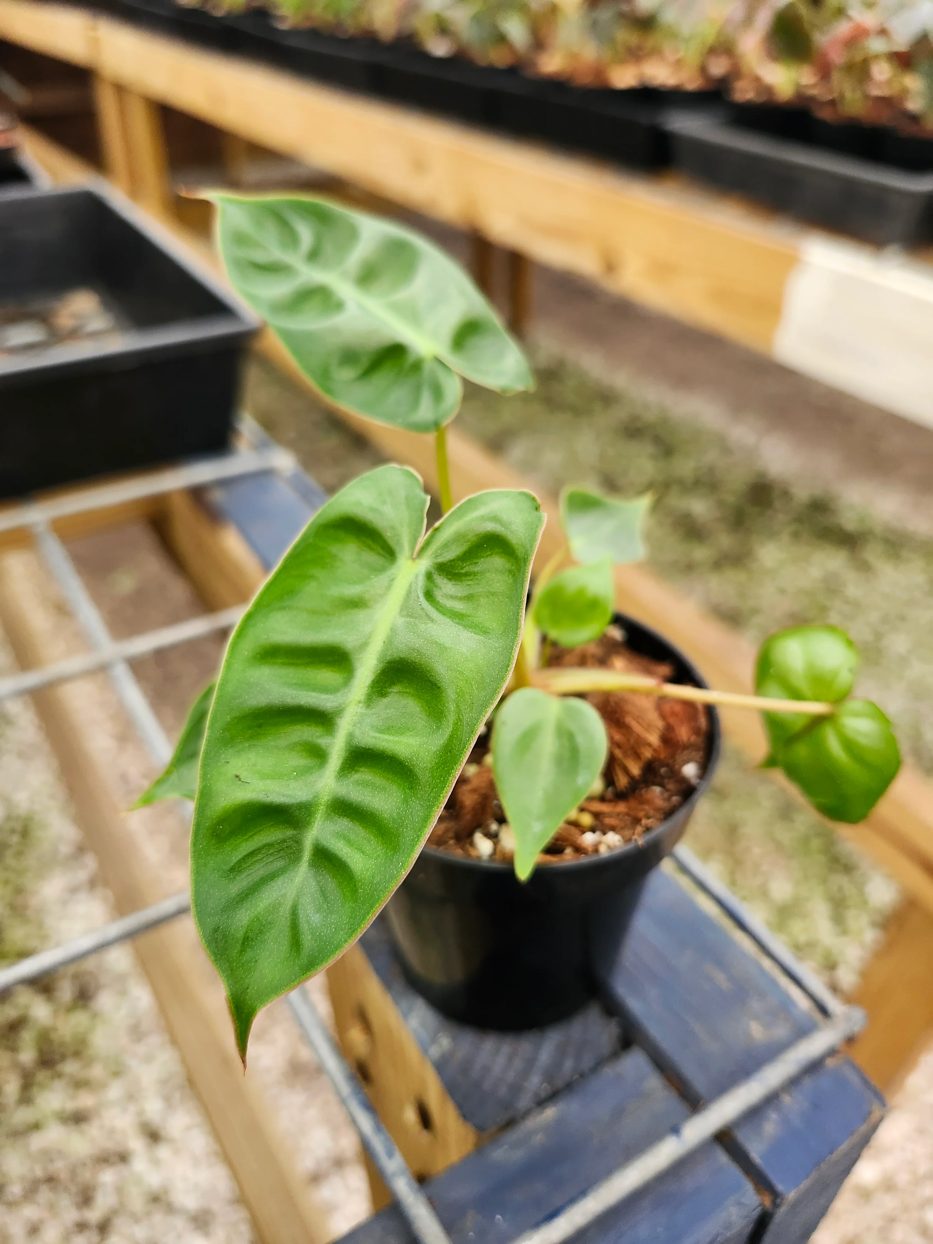 Philodendron Billietiae - Image 5