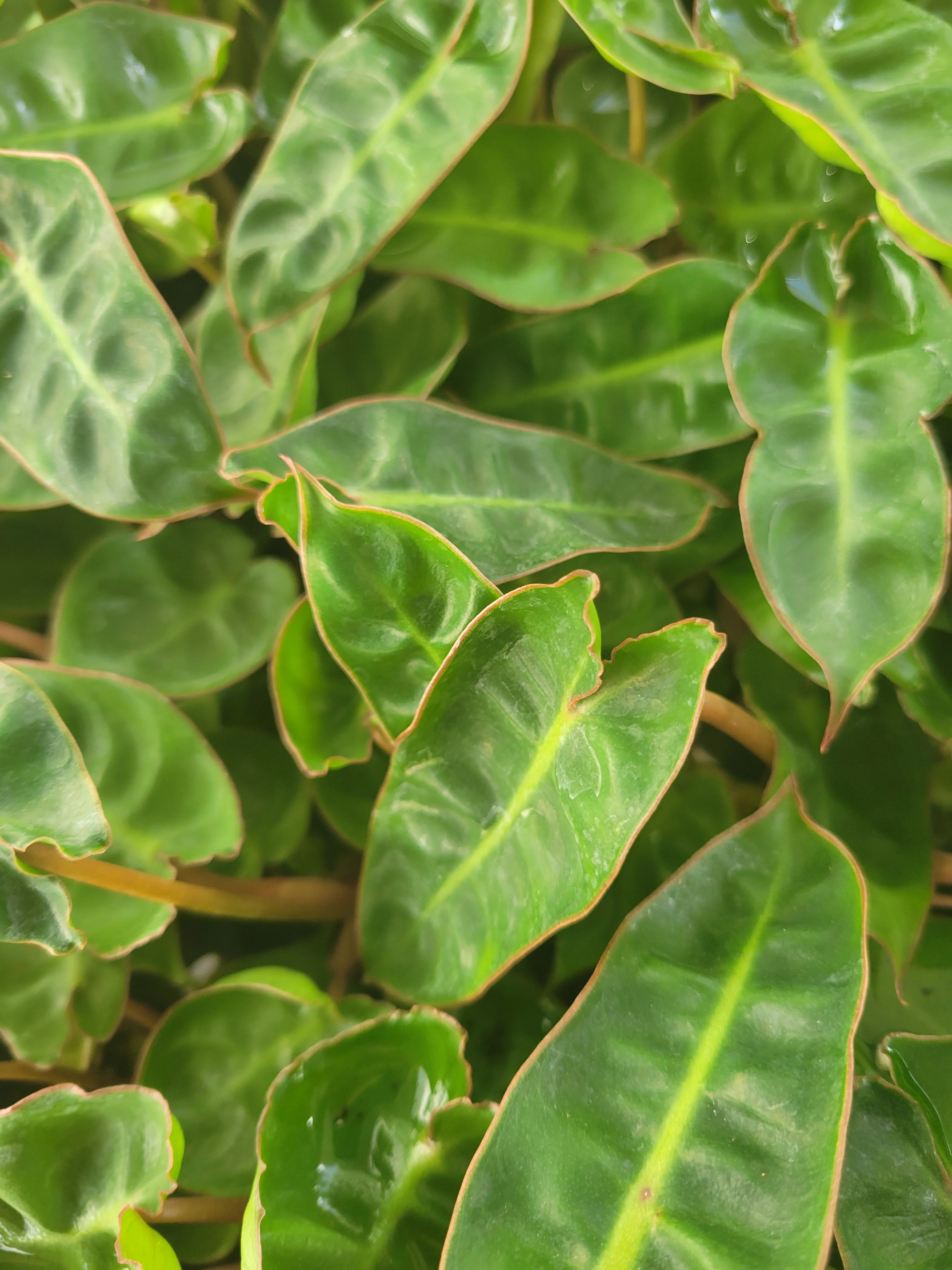 Philodendron Billietiae - Image 6