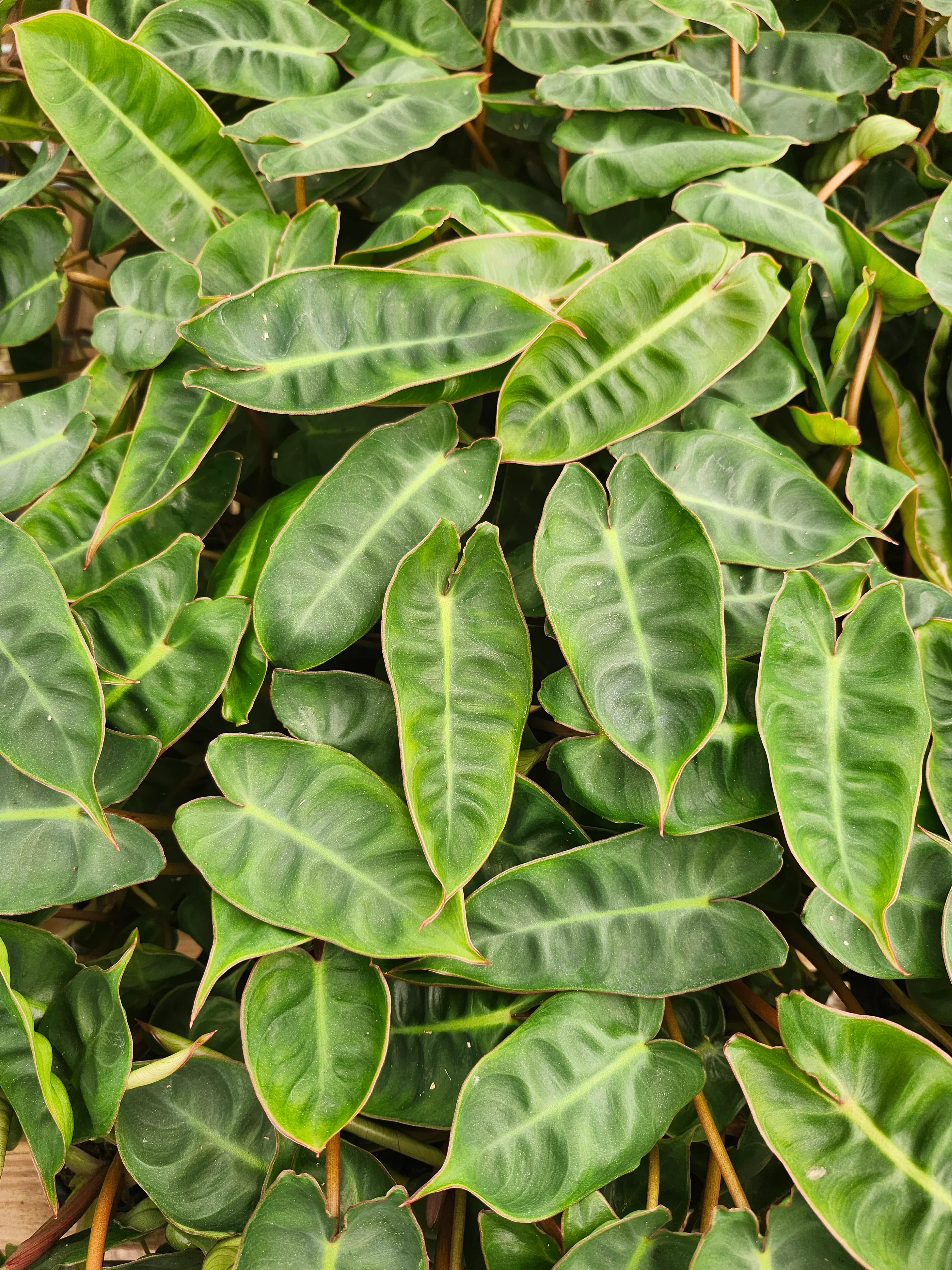 Philodendron Billietiae - Image 7