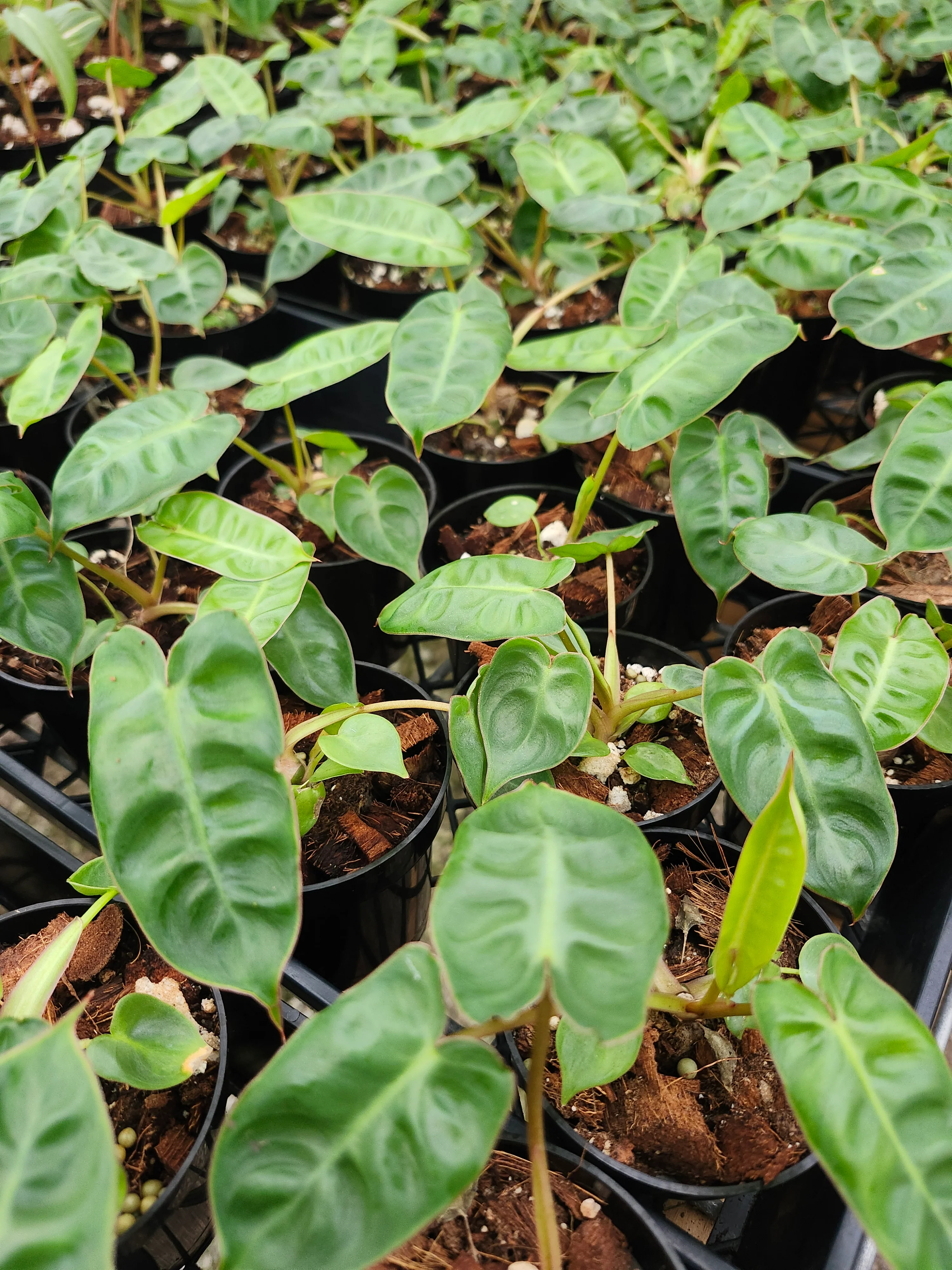 Philodendron Billietiae - Image 8