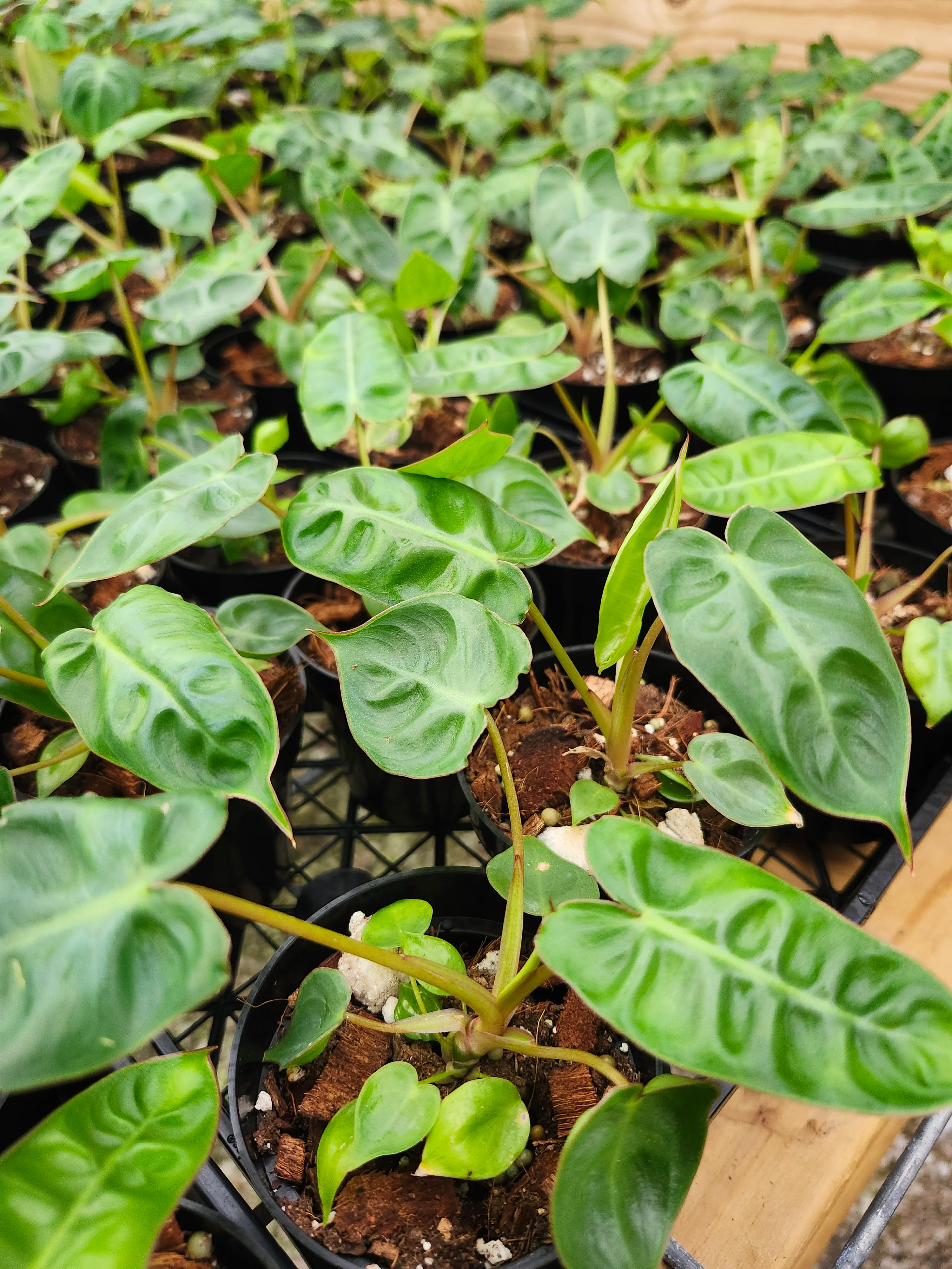 Philodendron Billietiae - Image 9