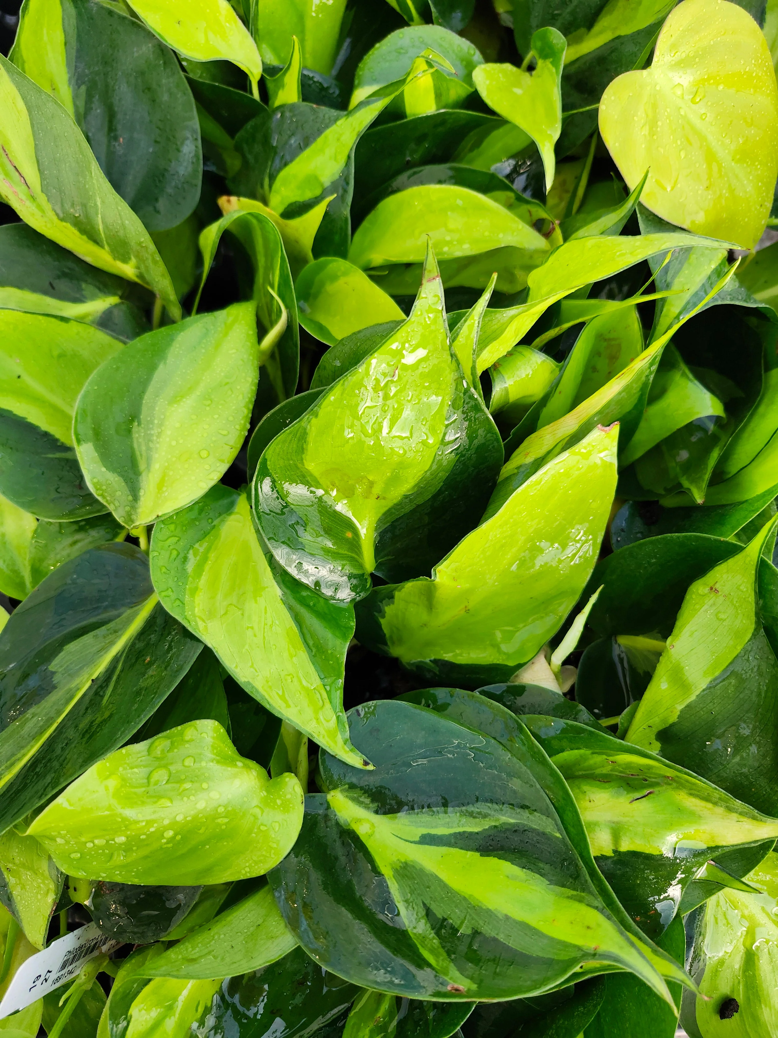 Philodendron Brasil - Image 3