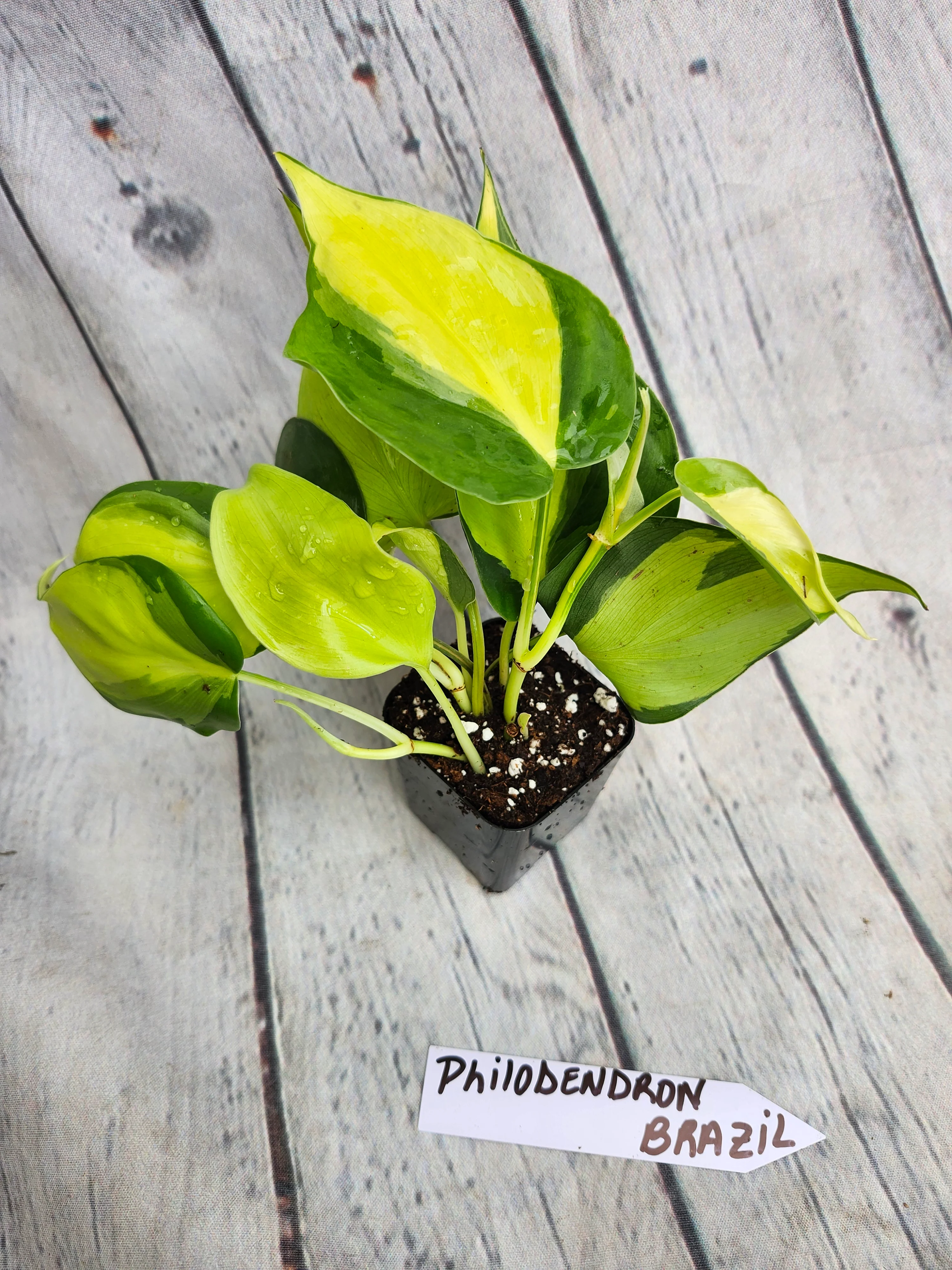 Philodendron Brasil - Image 4
