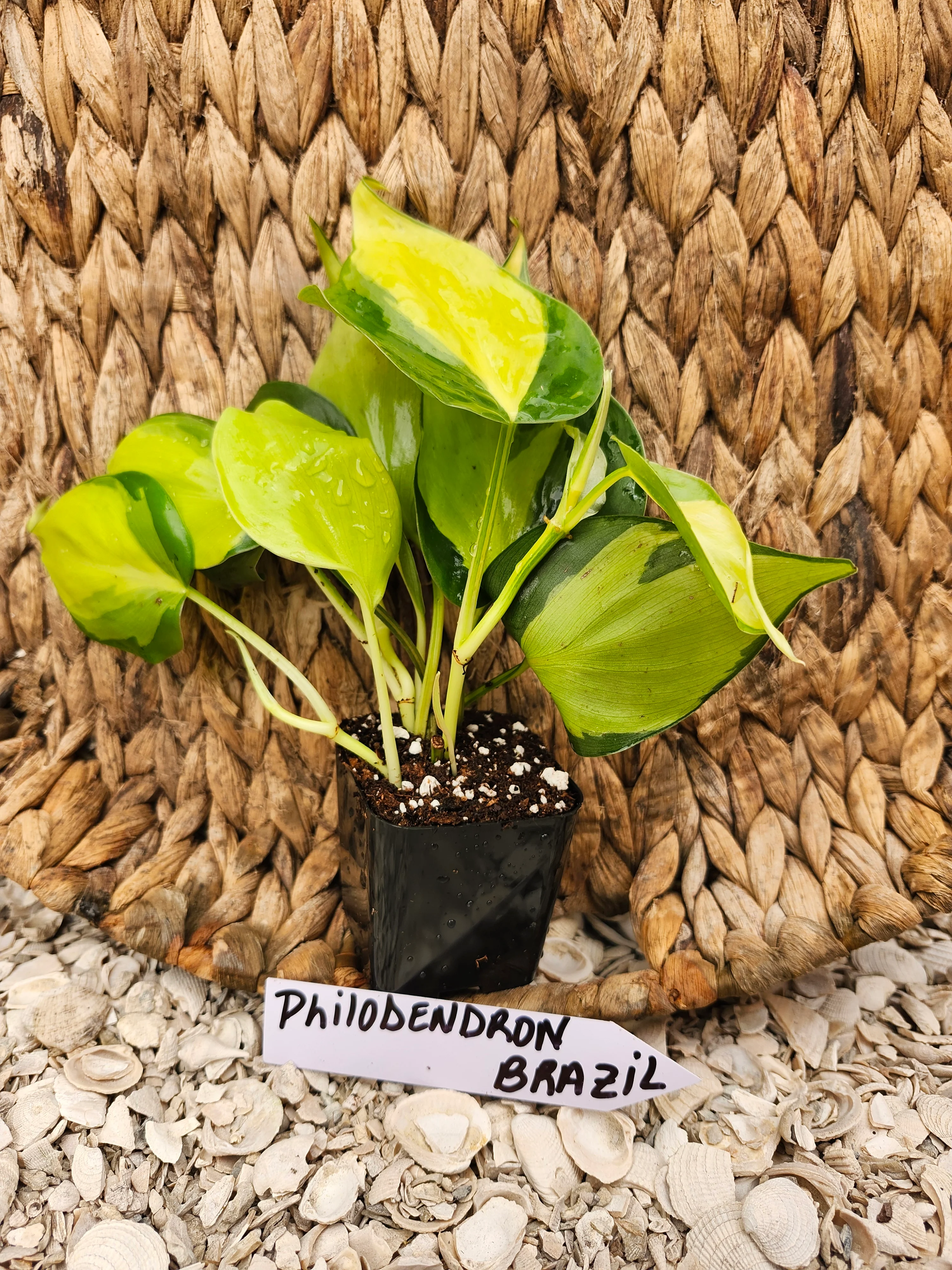 Philodendron Brasil - Image 6