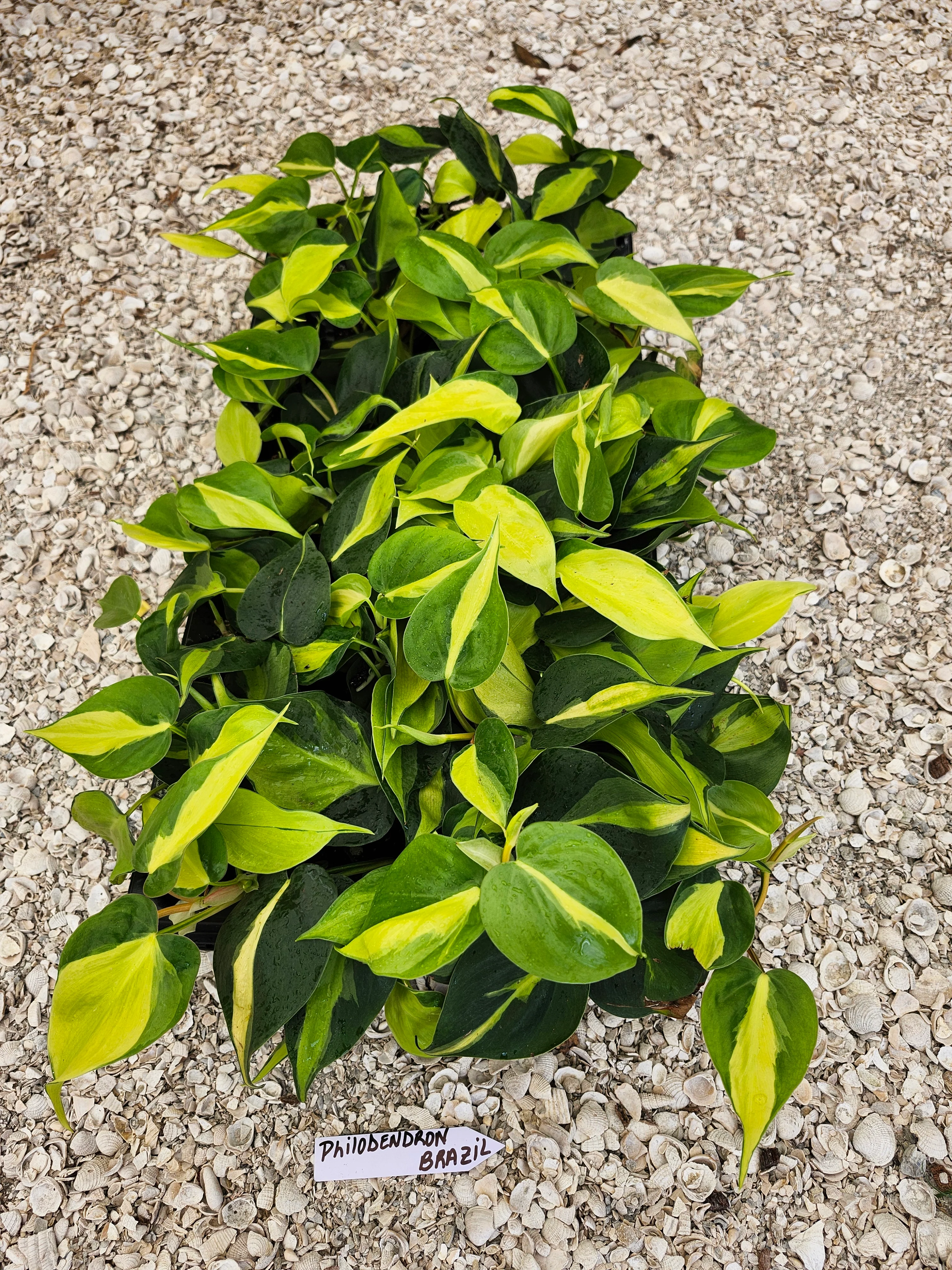 Philodendron Brasil - Image 7