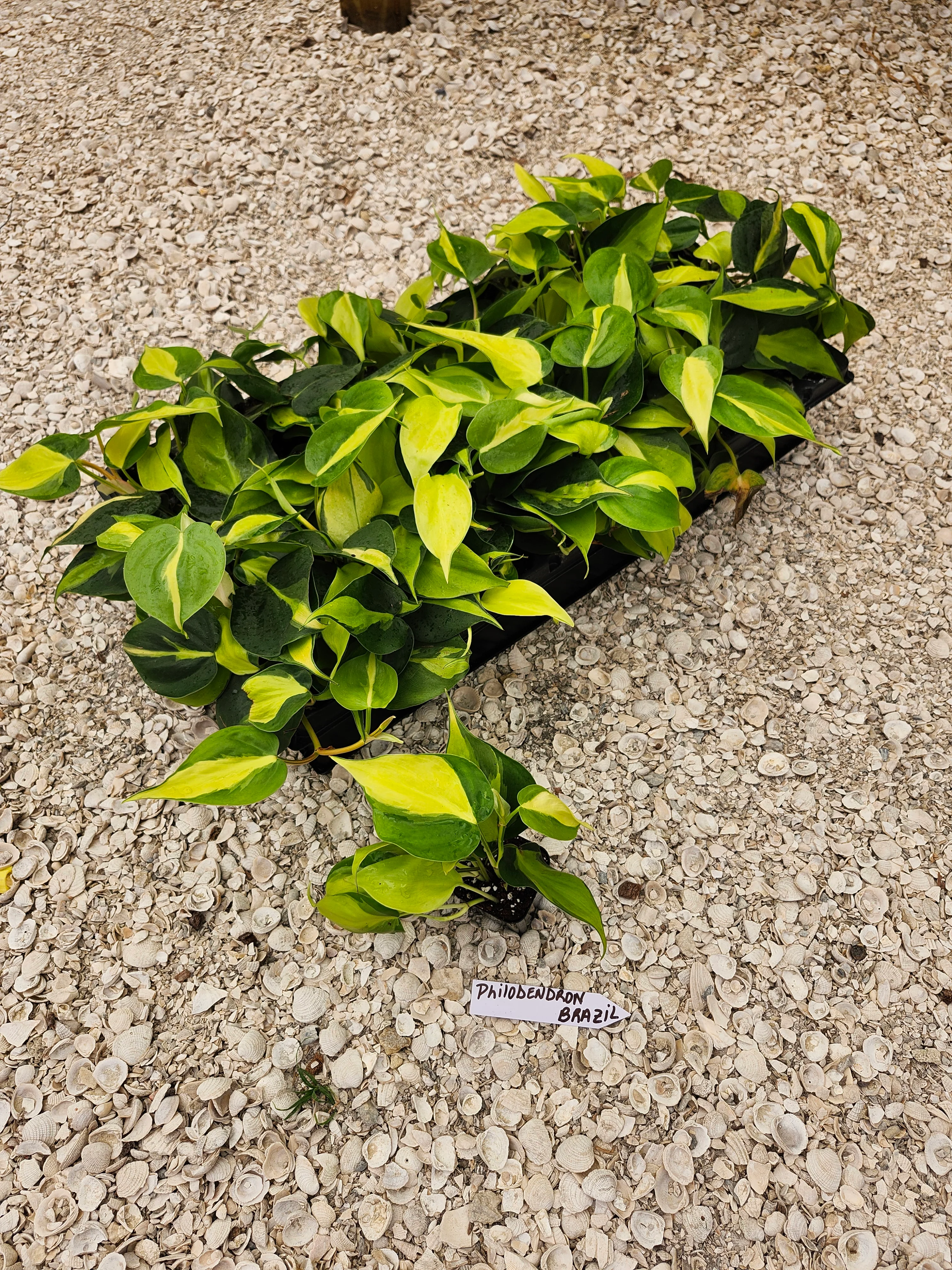 Philodendron Brasil - Image 8