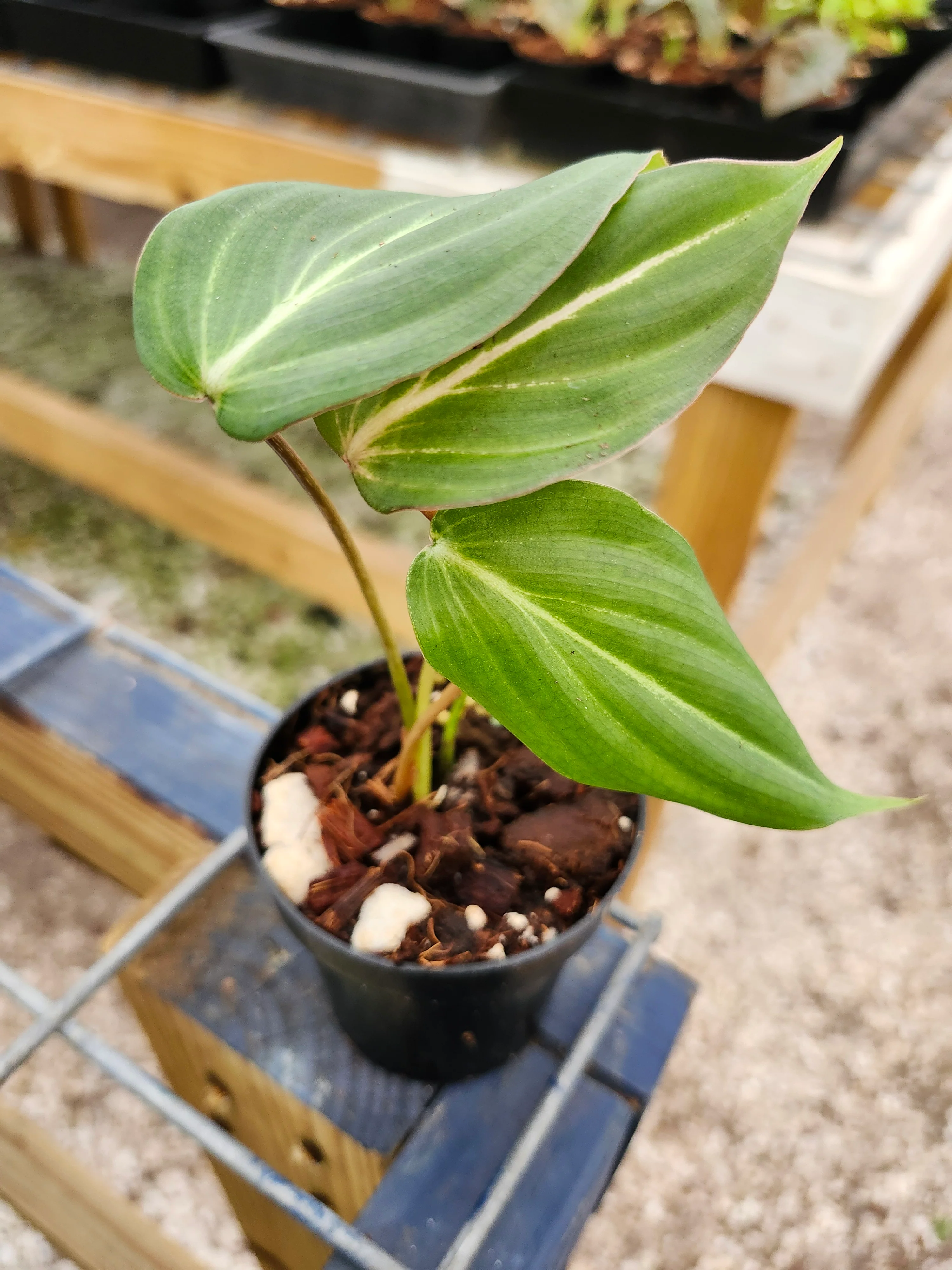 Philodendron Gloriosum - Image 10