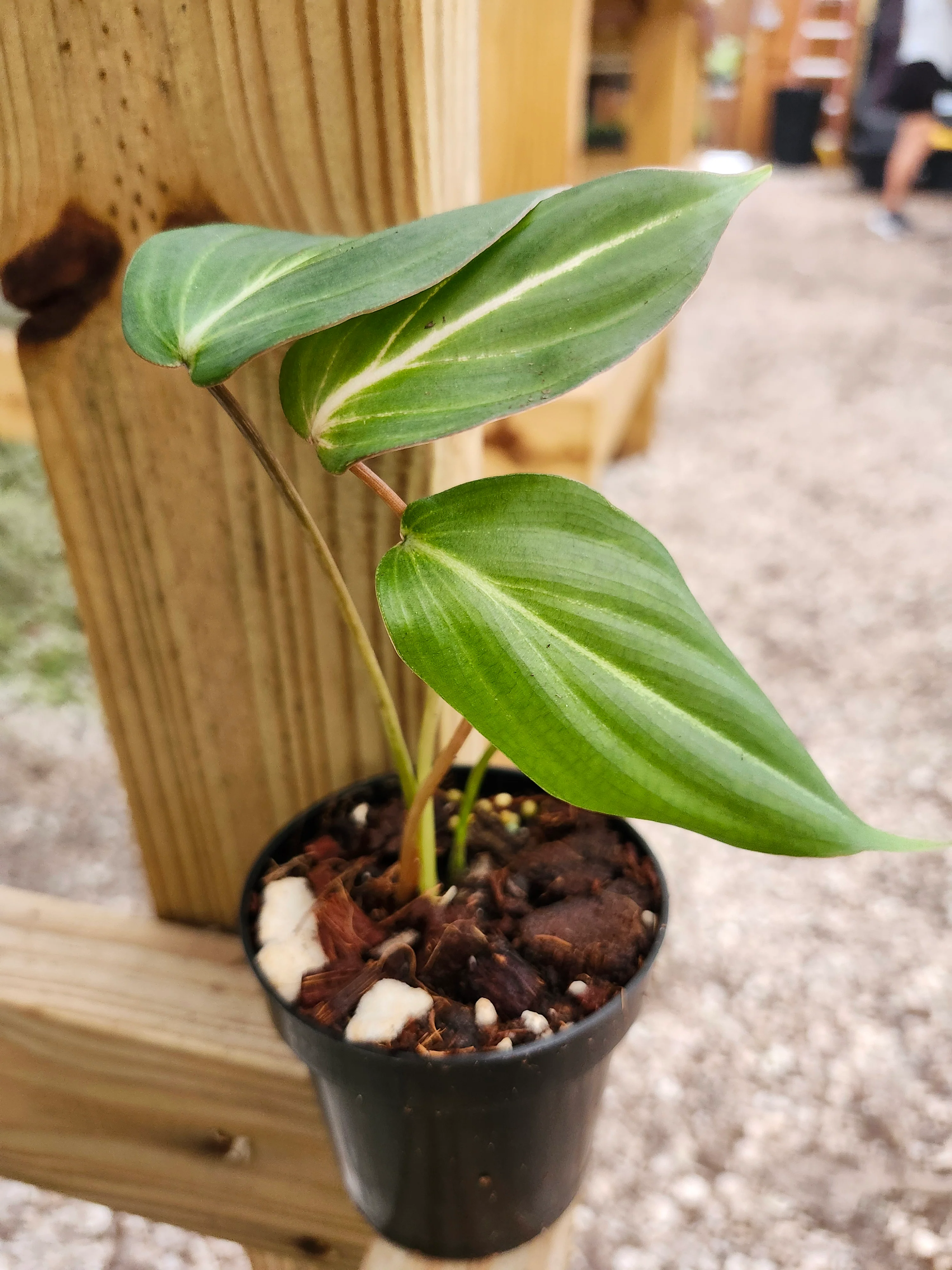 Philodendron Gloriosum - Image 3